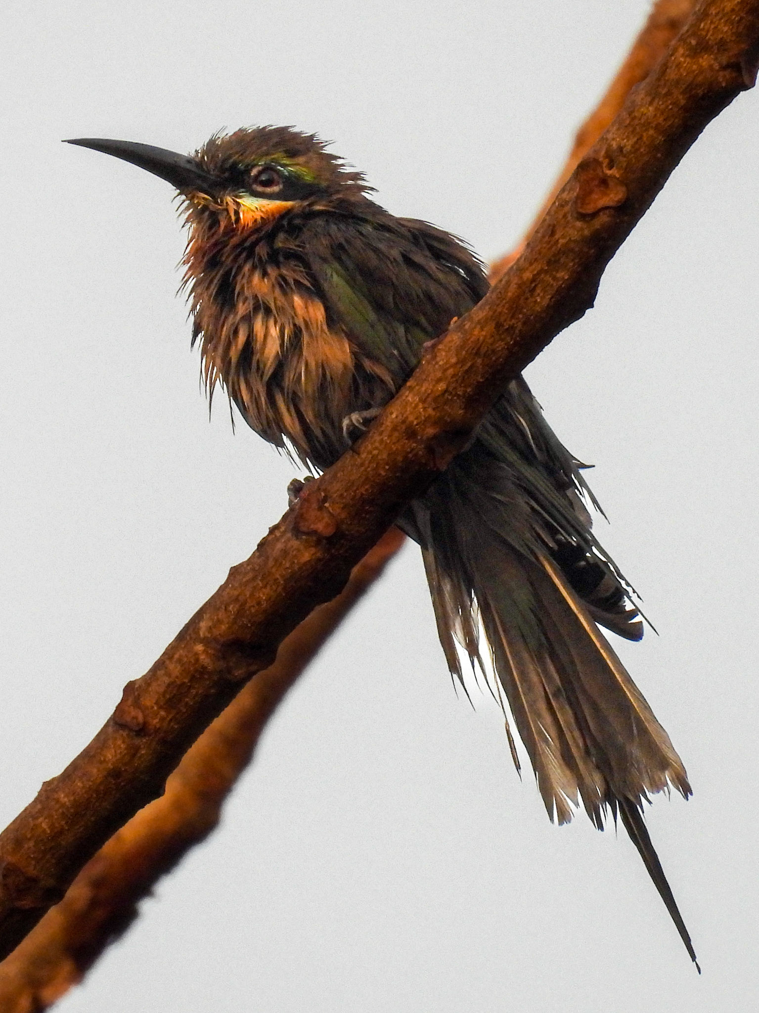 Green Bee-eater - Rough Night?