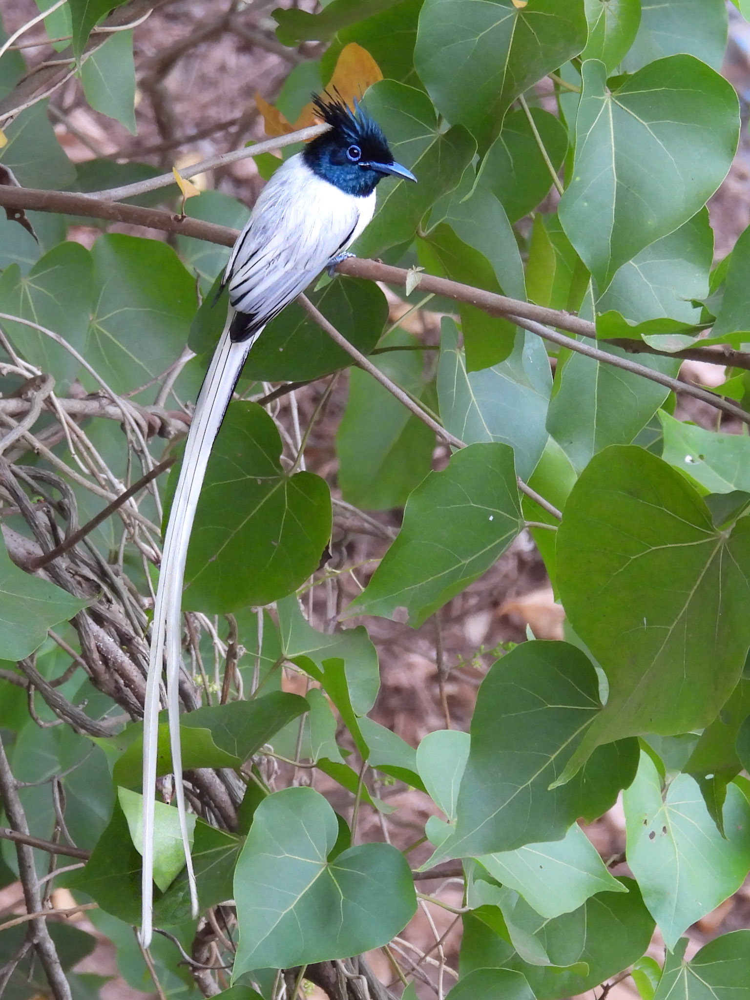 Asian Paradise Flycatcher