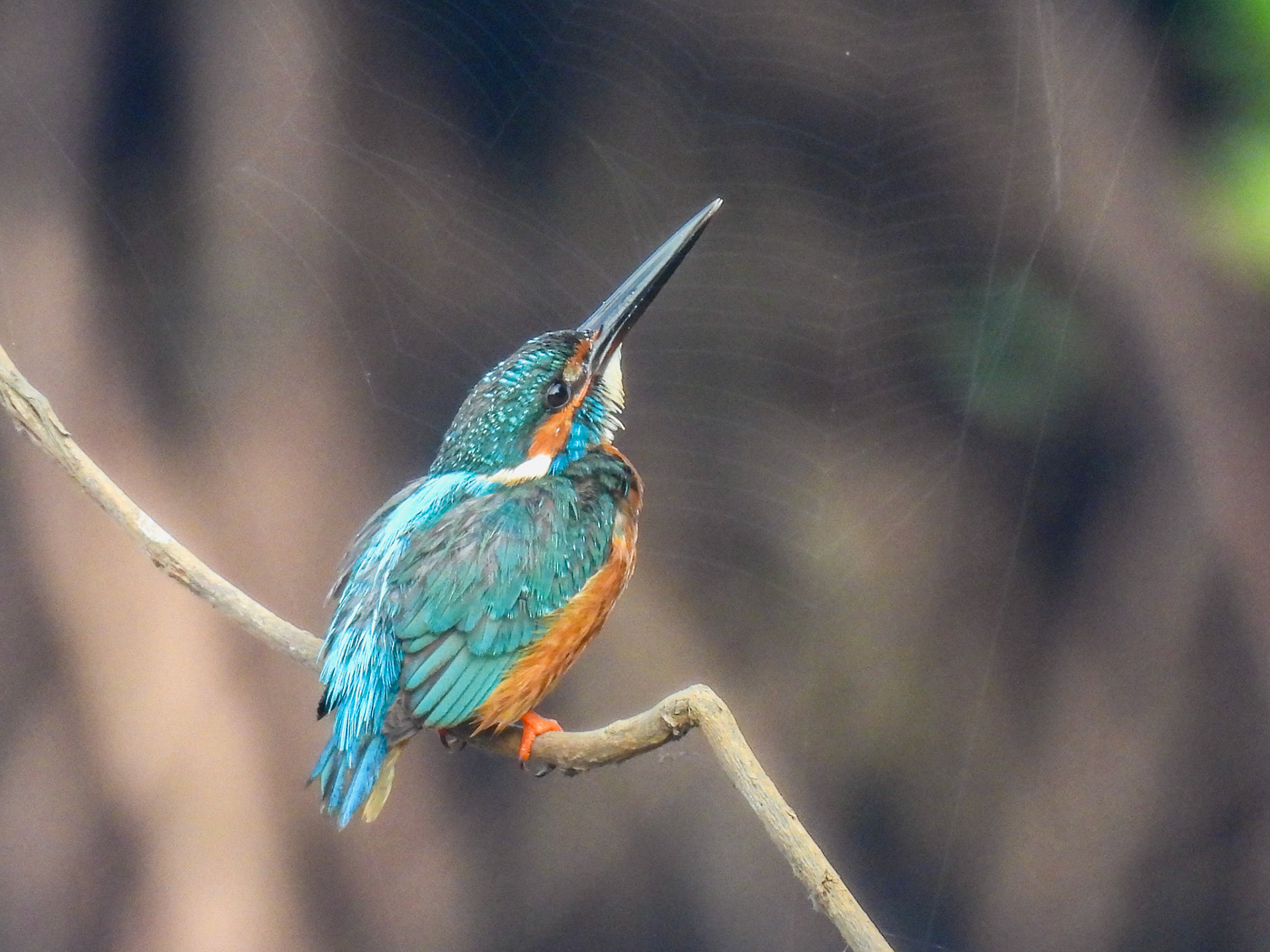Common Kingfisher