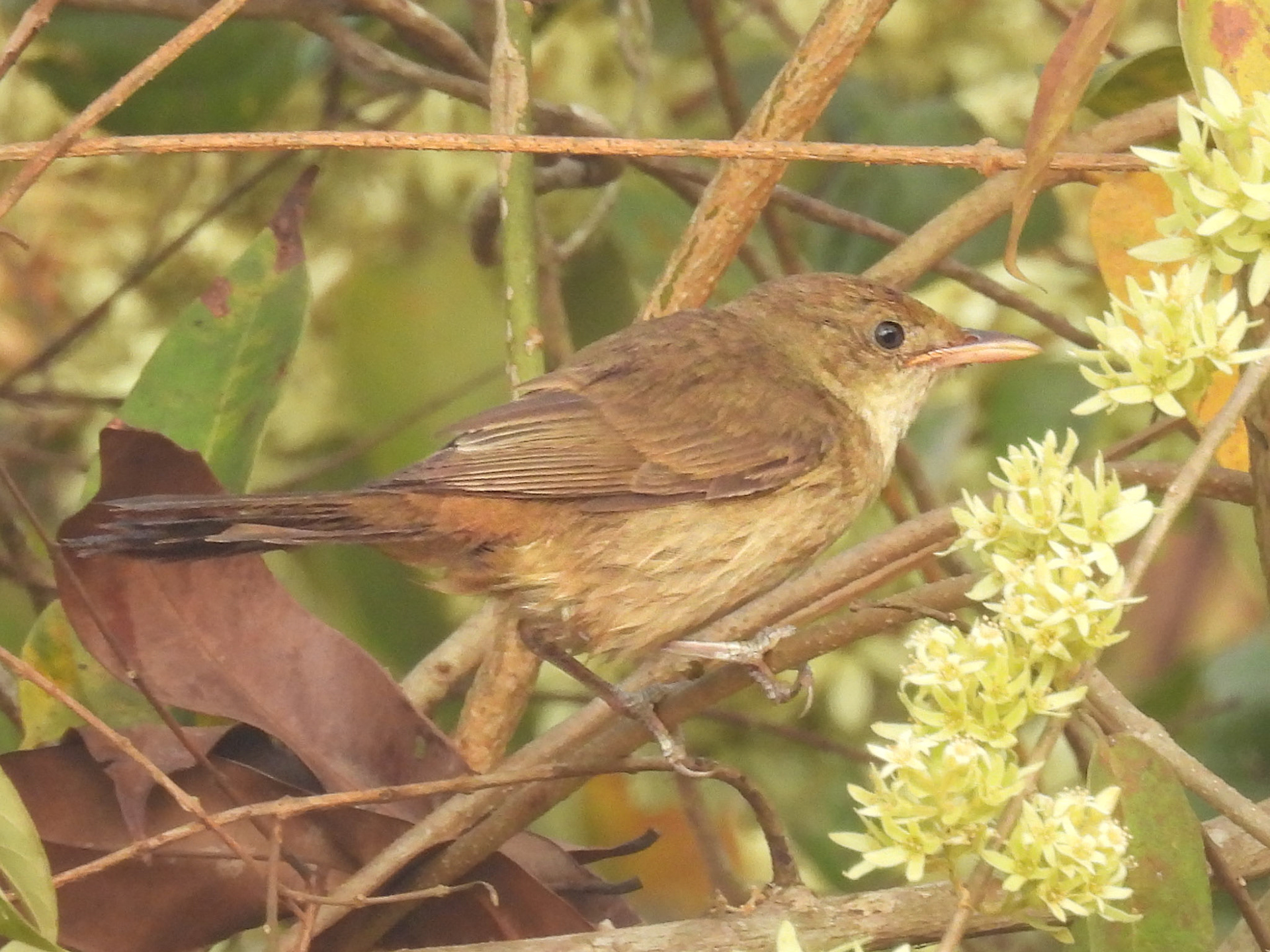 Pale-billed Flowerpecker