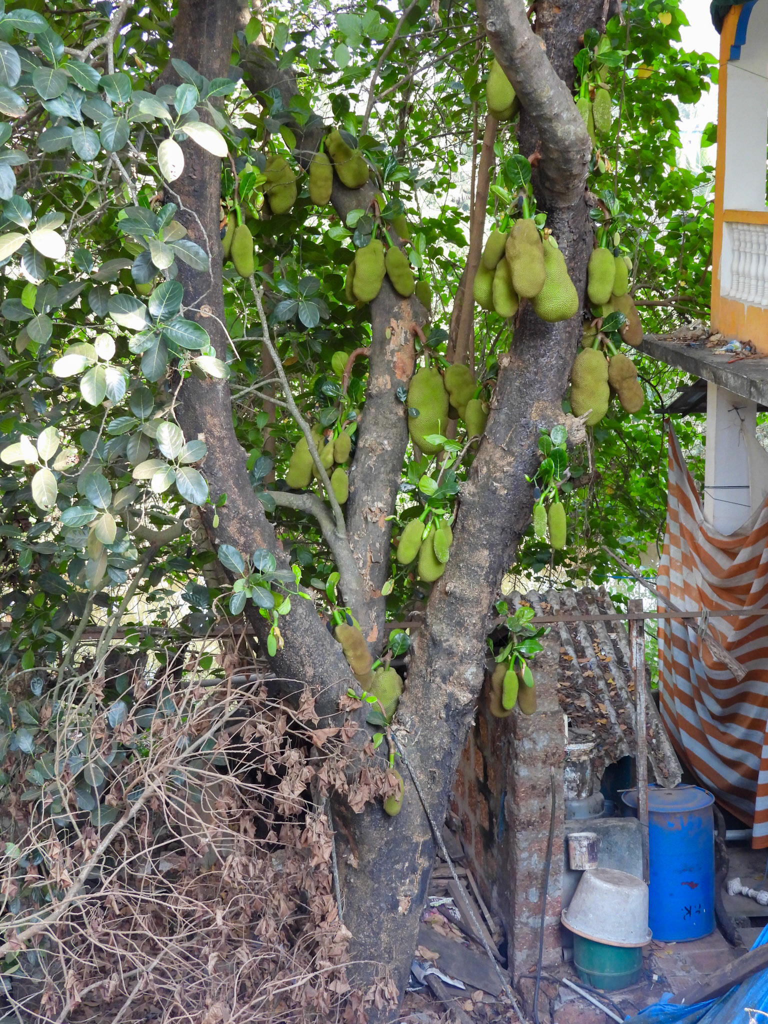 Jackfruit Tree