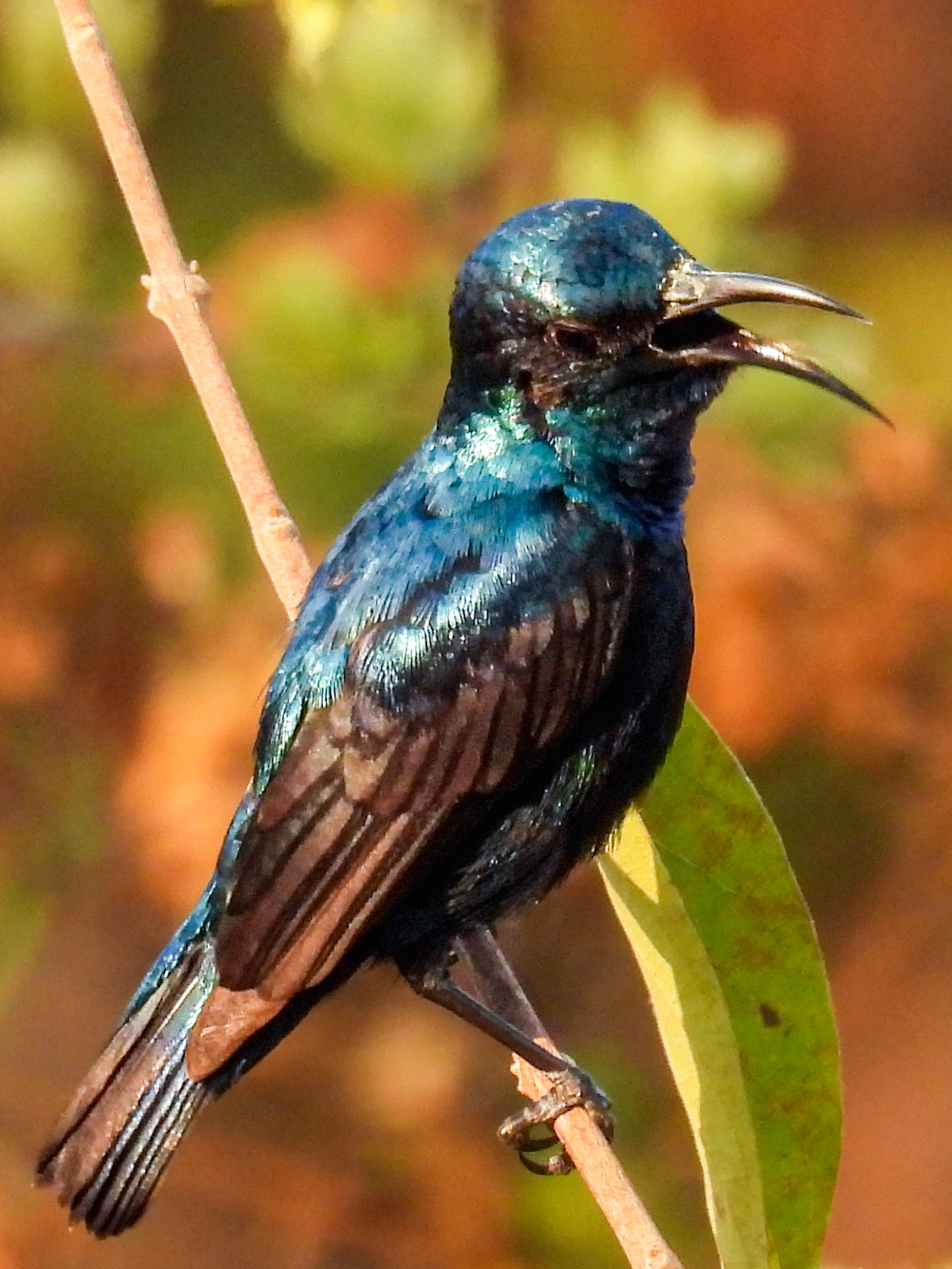 Purple Sunbird with breeding plumage 