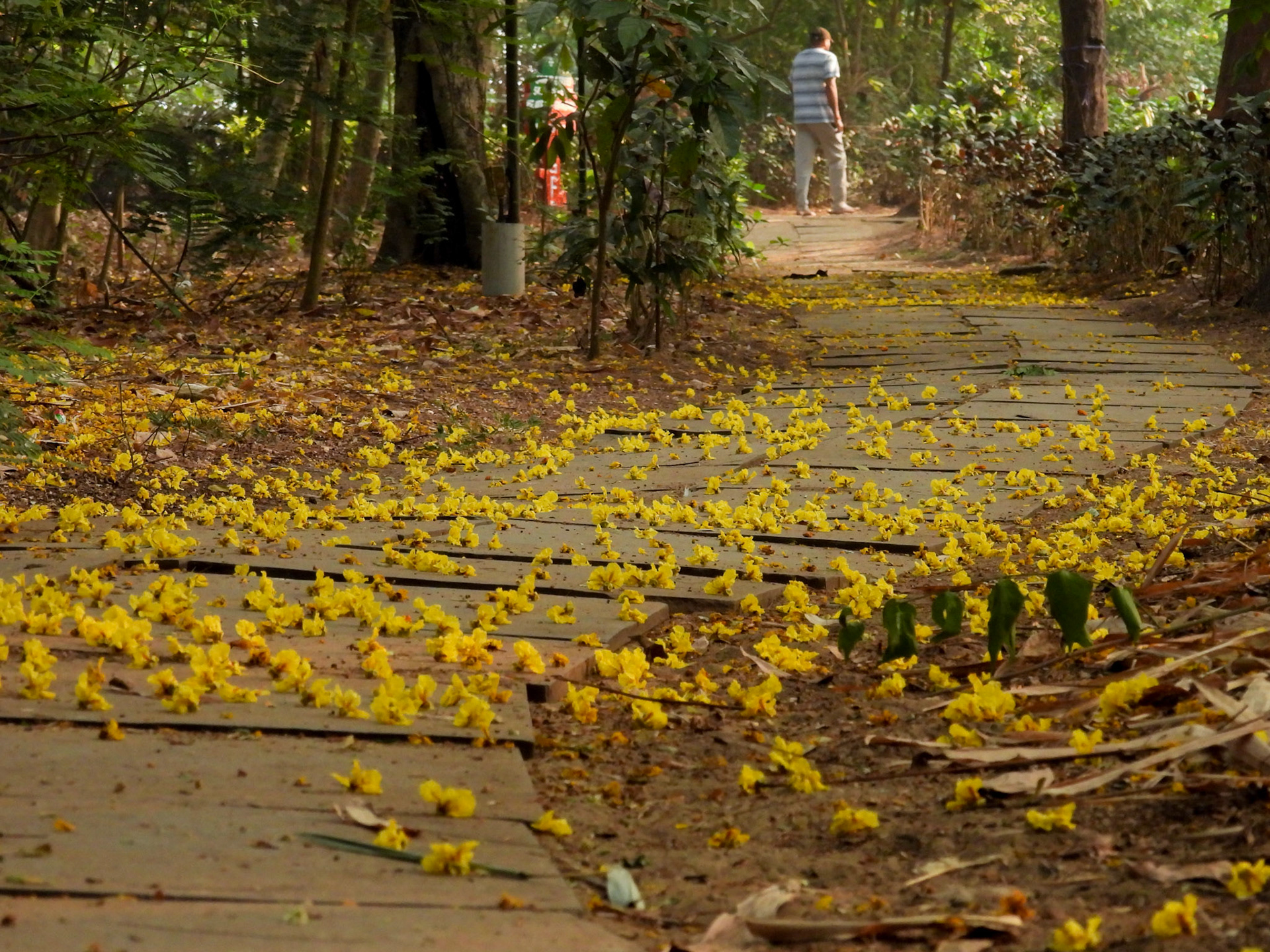 Campal Gardens - Panjim