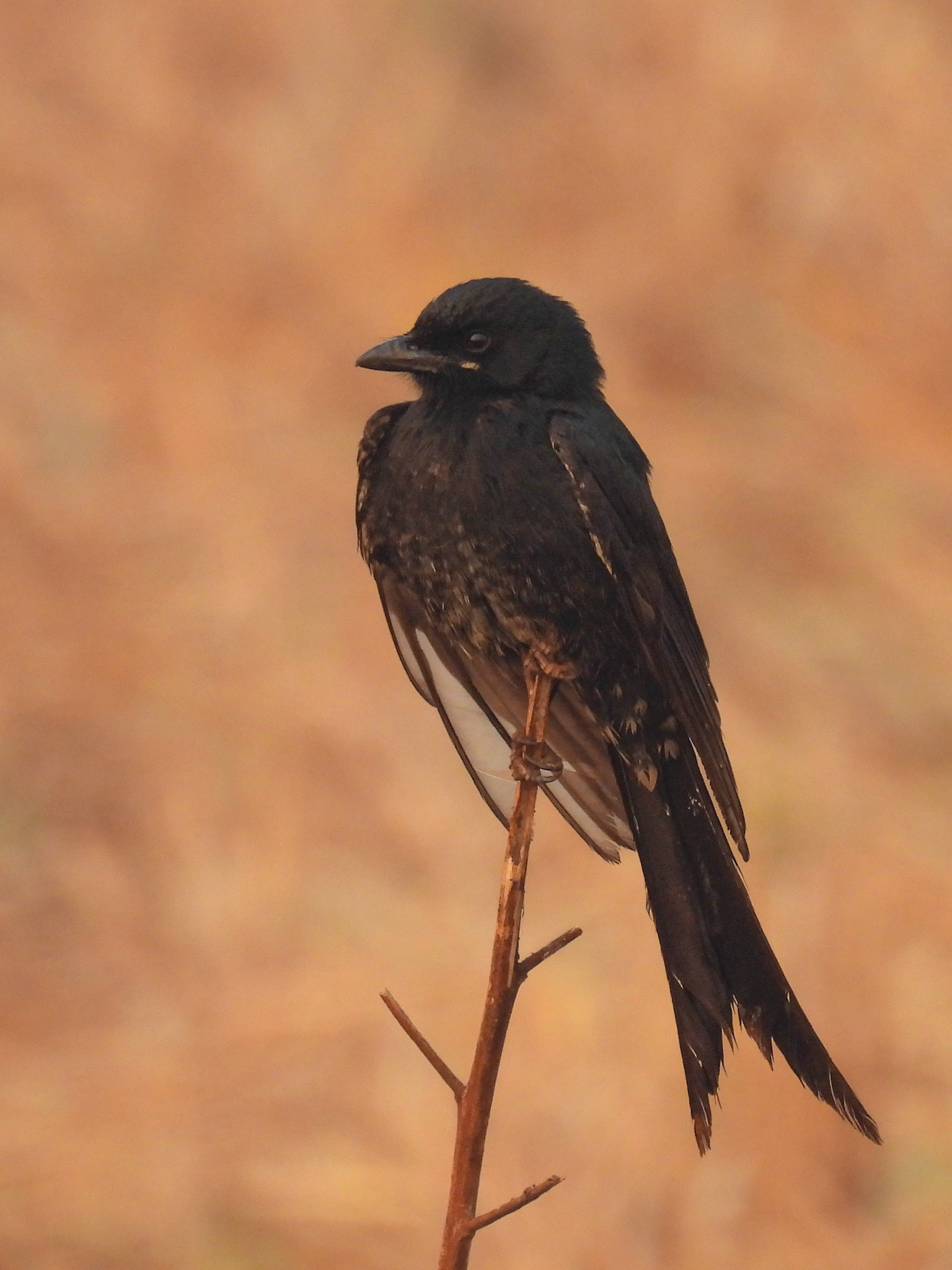 Black Drongo