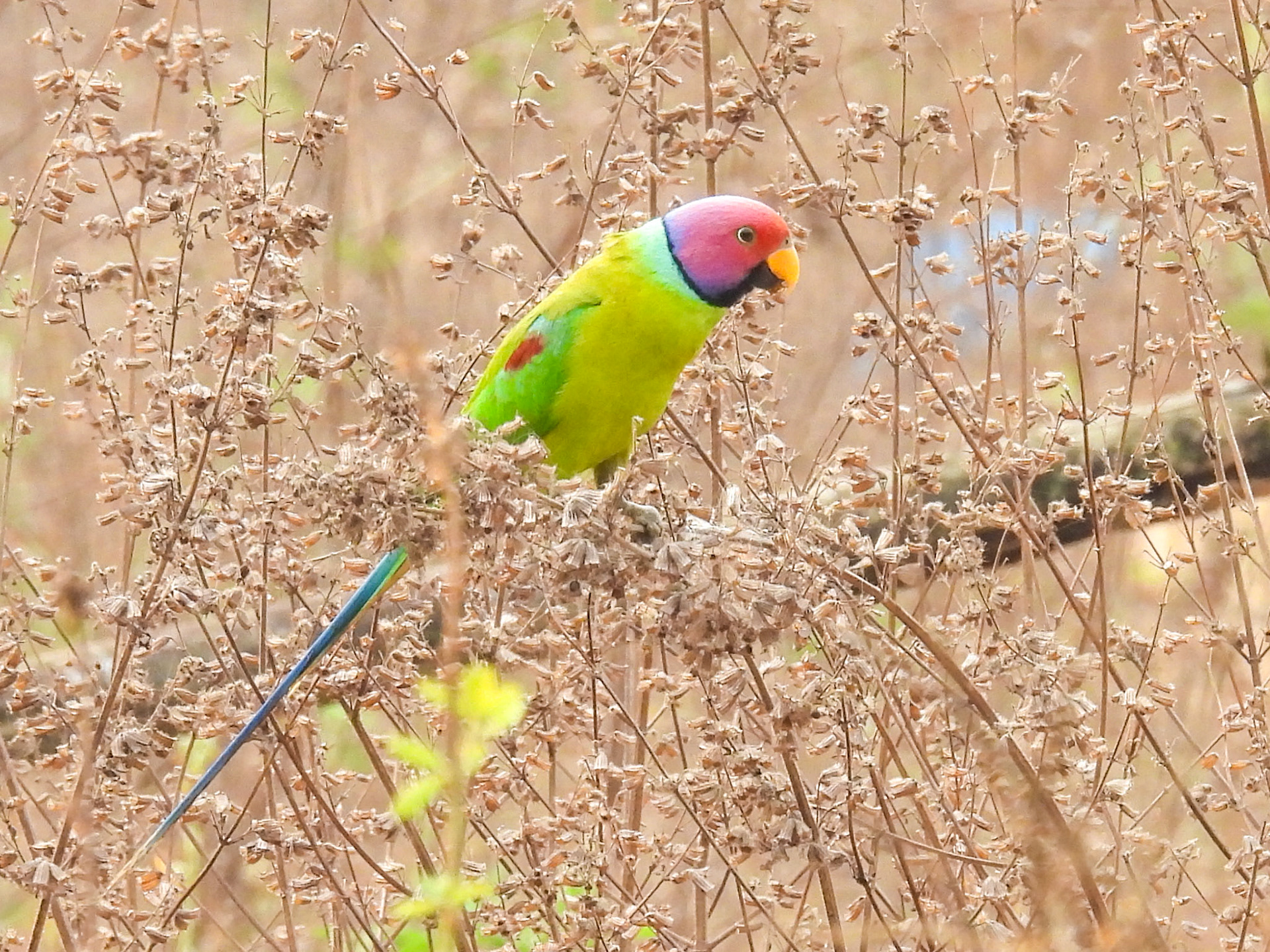 Plum-headed Parakeet