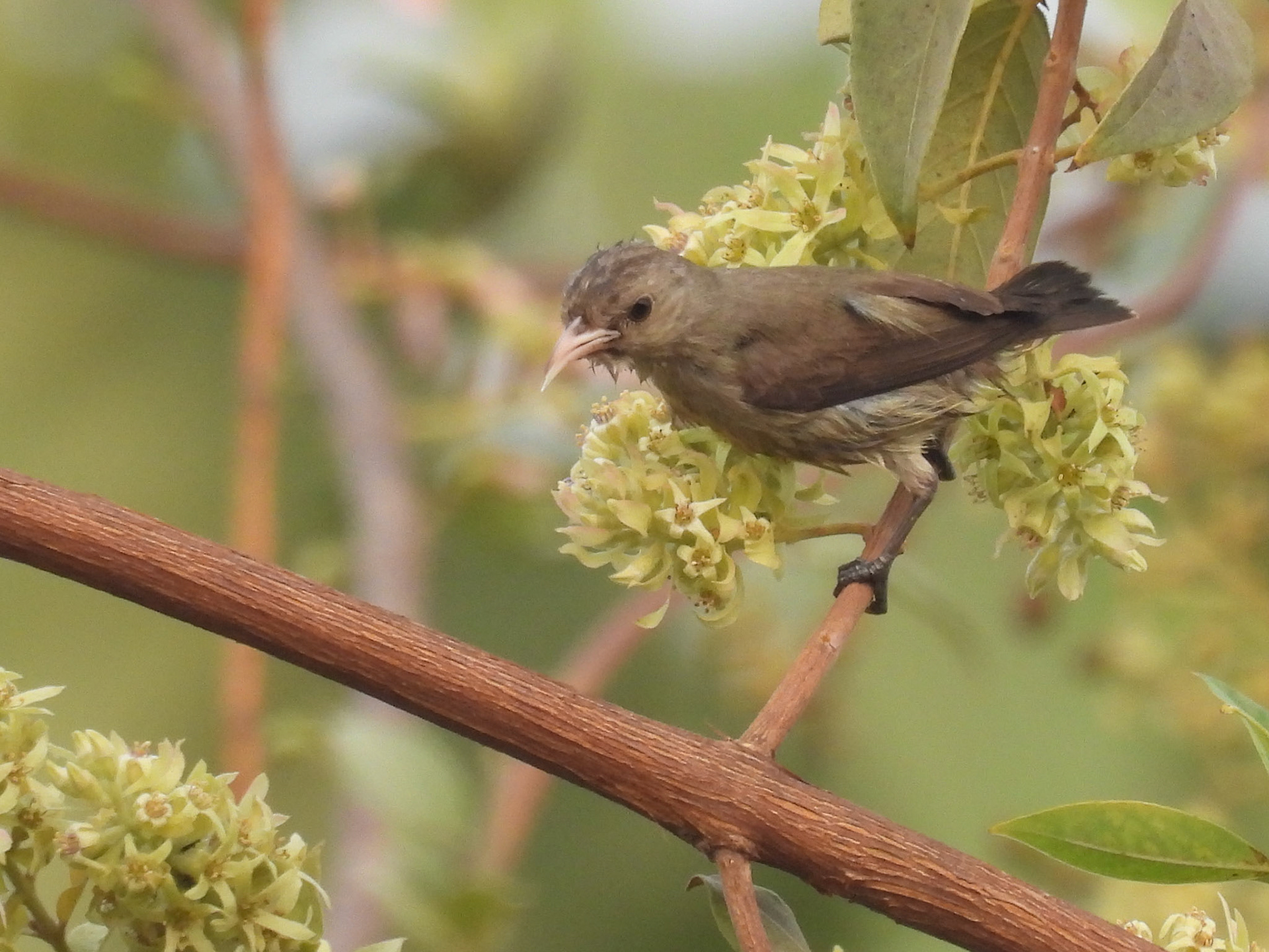 Pale-billed Flowerpecker