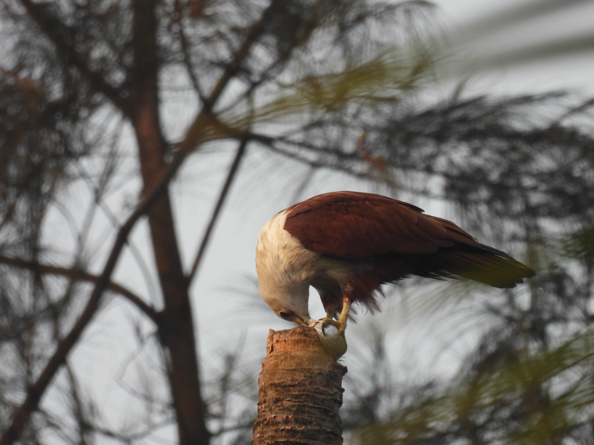 Brahminy Kite