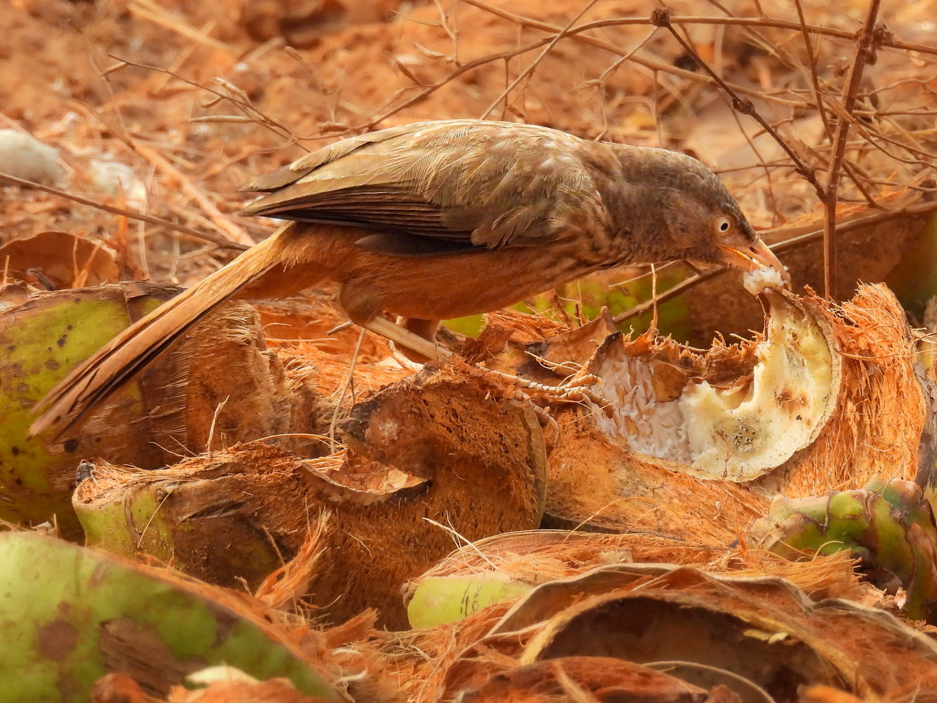 Jungle Babbler Scavenging Coconuts