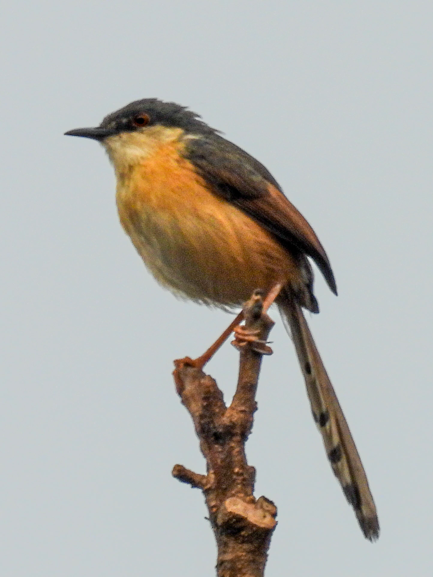 Ashy Prinia