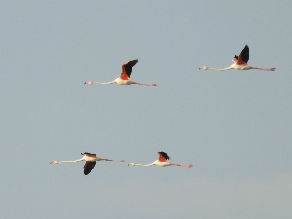 Greater Flamingo