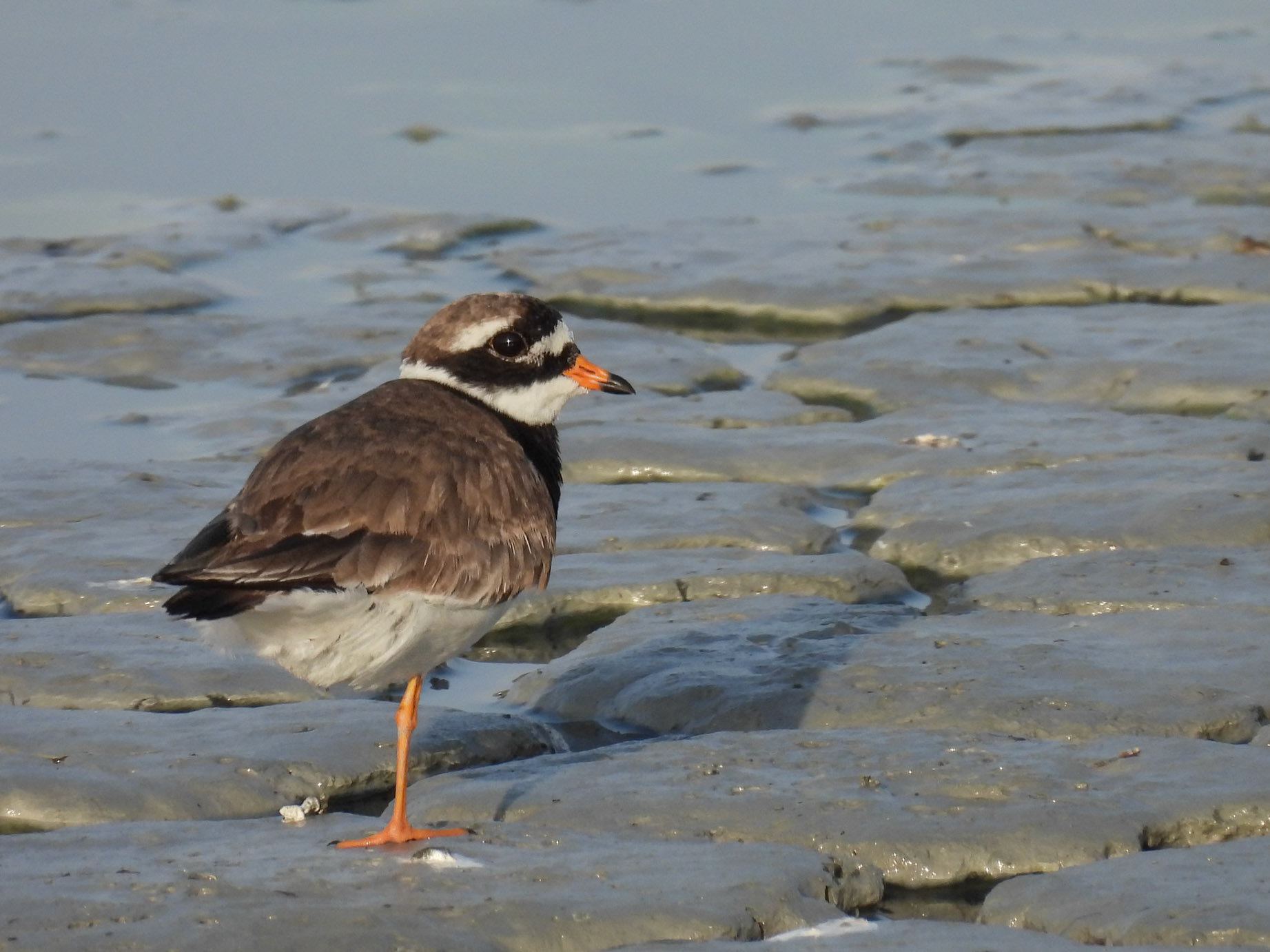 Common Ringed Plover