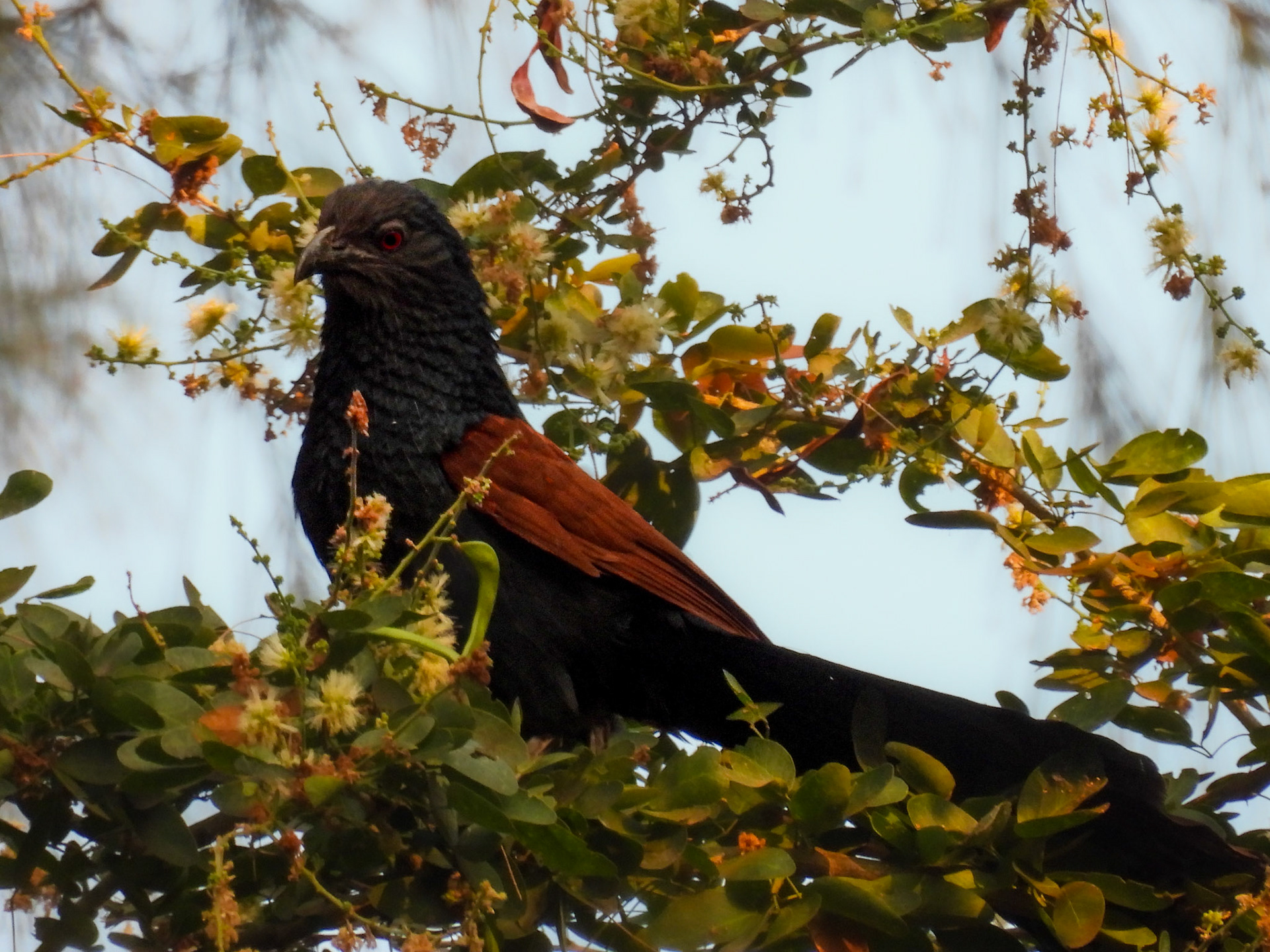 Greater Coucal 