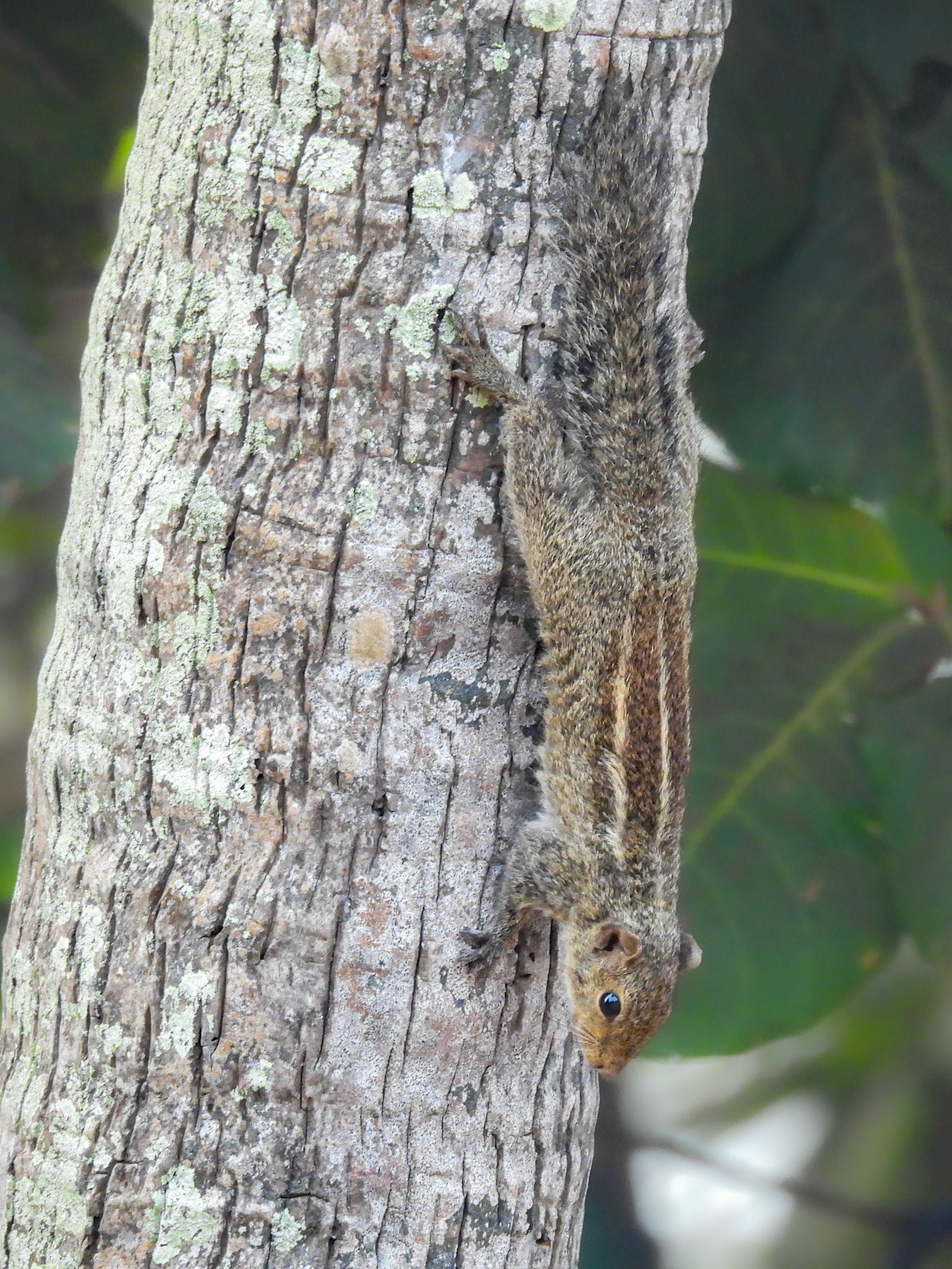 Palm Squirell - Another Marvel of Evolutionary Camouflage
