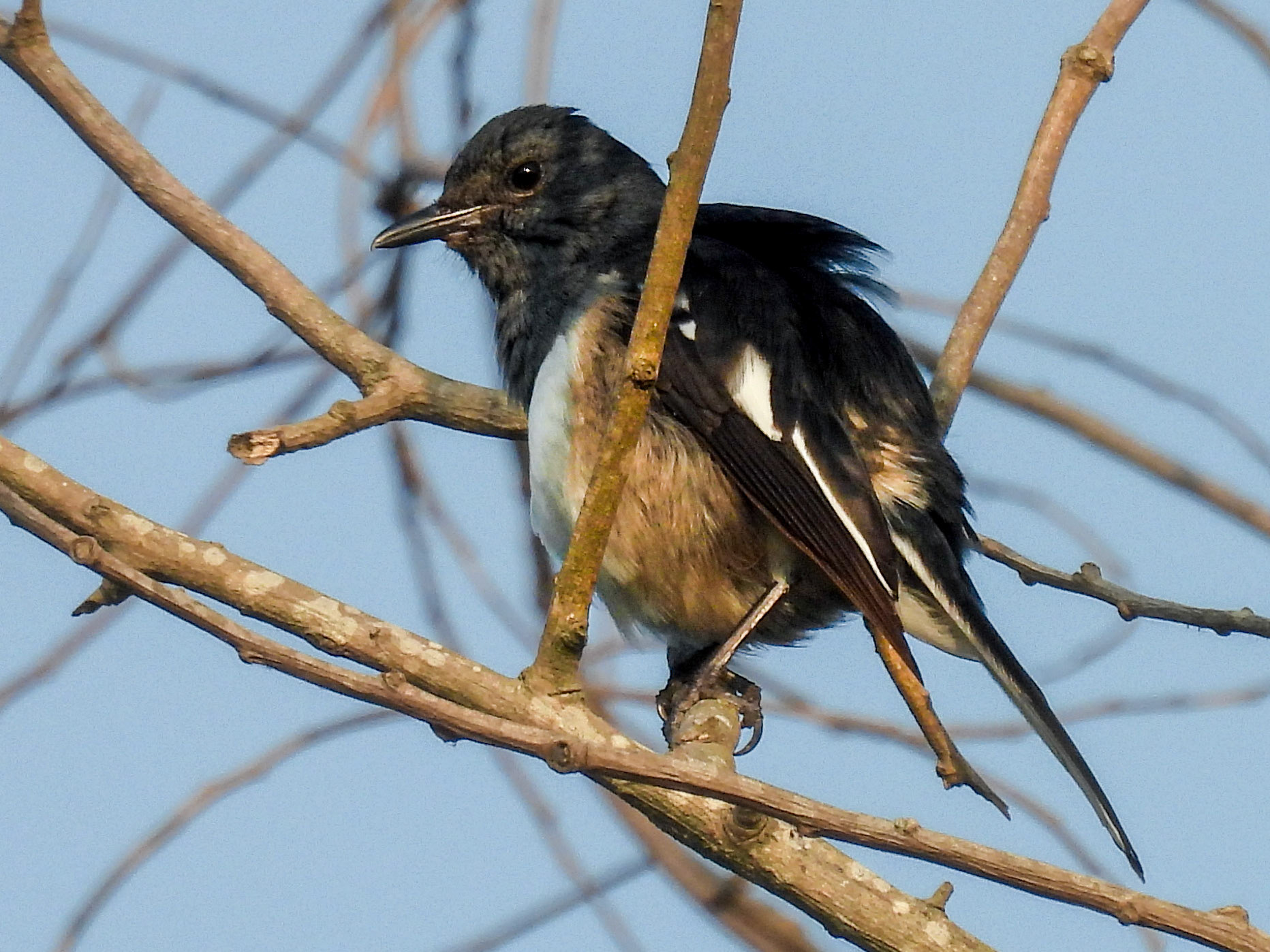 Oriental Magpie Robin