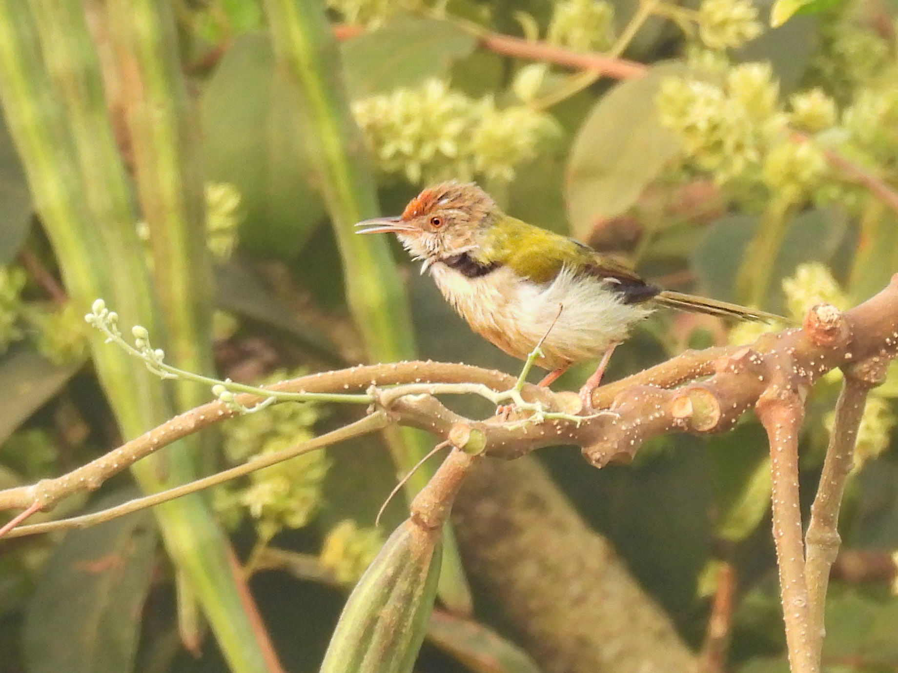 Common Tailorbird