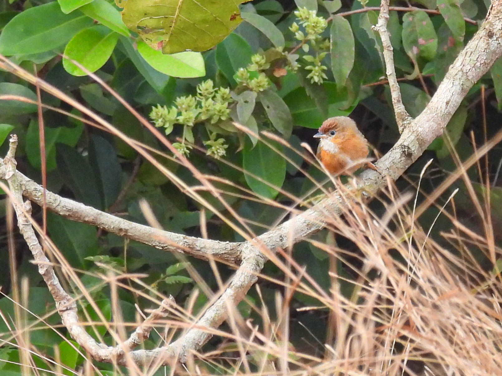 Tawny-bellied Babbler
