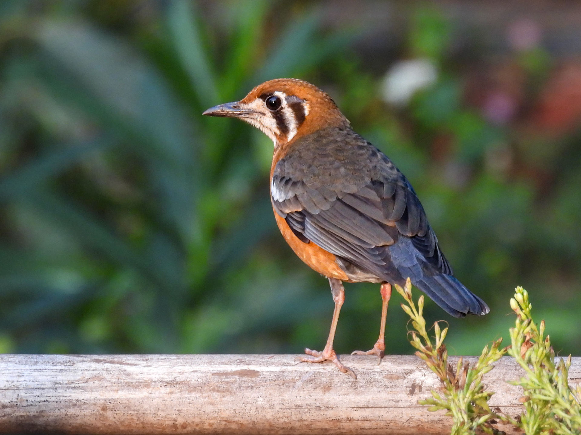 Orange-headed Thrush 