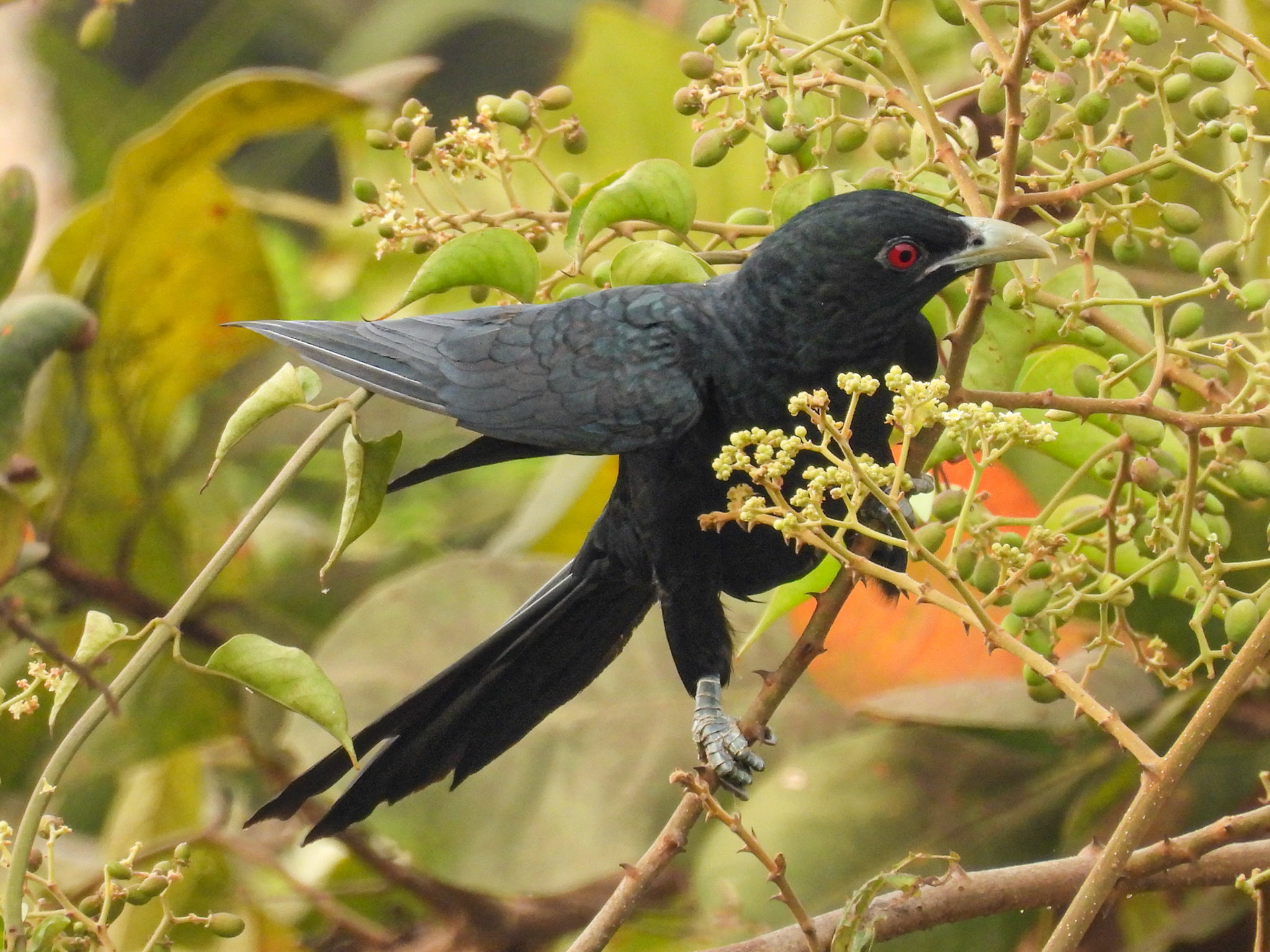 Asian Koel