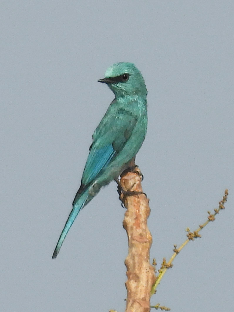 Verditer Flycatcher