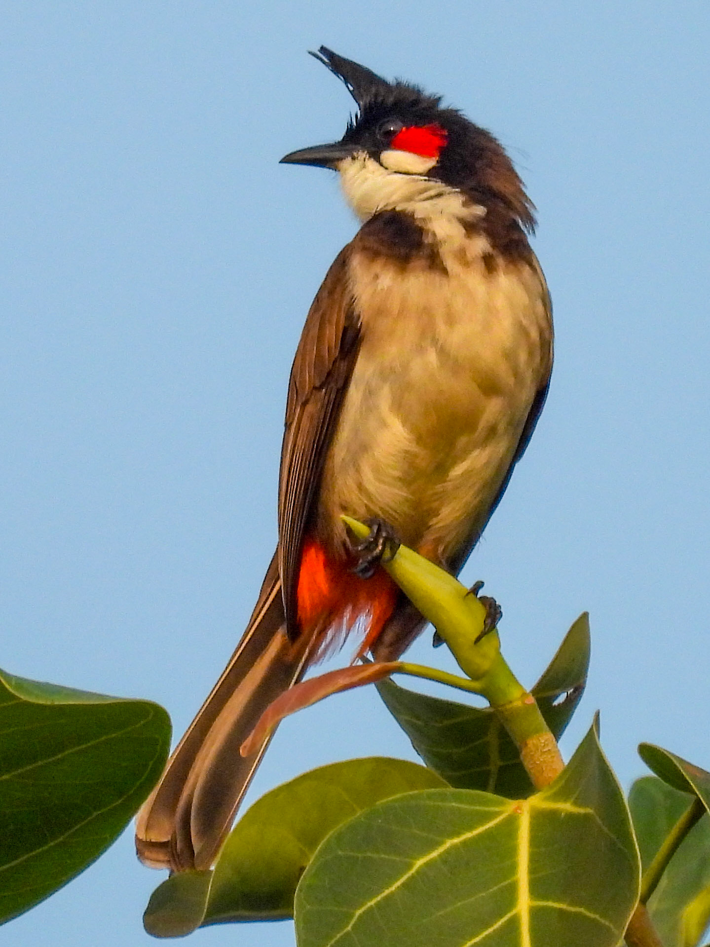 Red-whiskered Bulbul