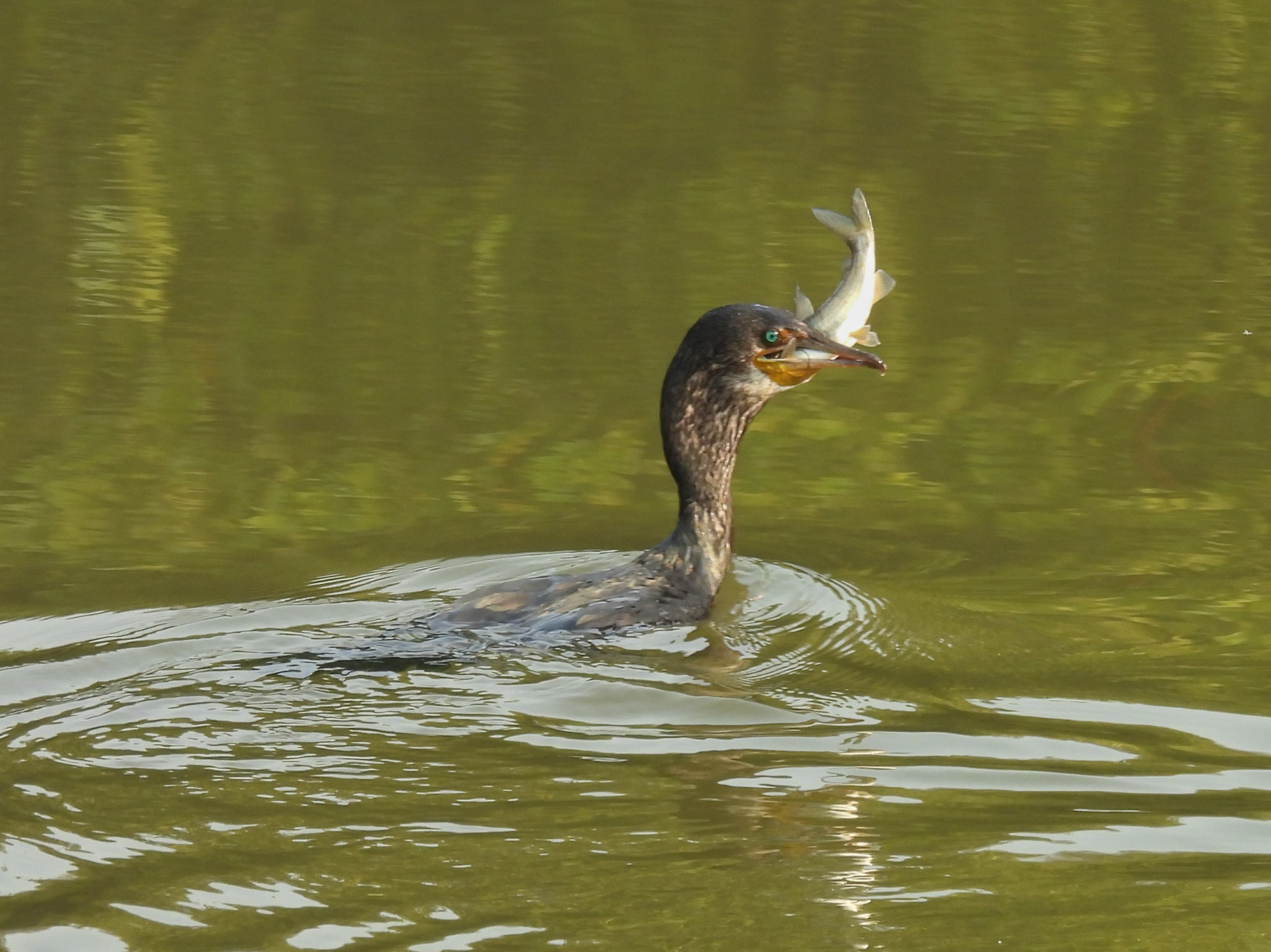Indian Cormorant 