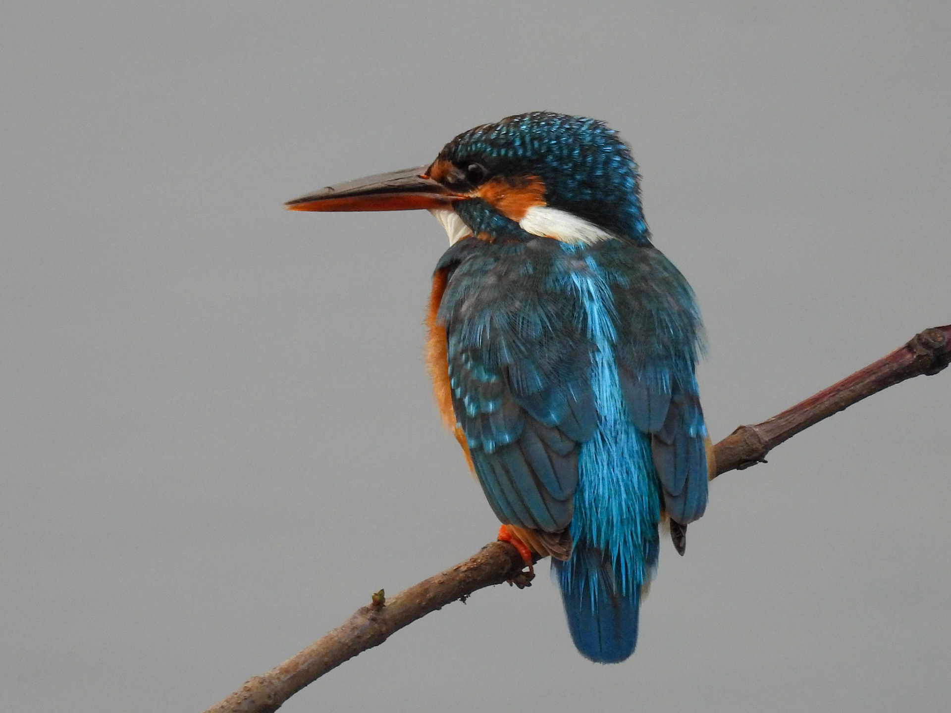 Common Kingfisher
