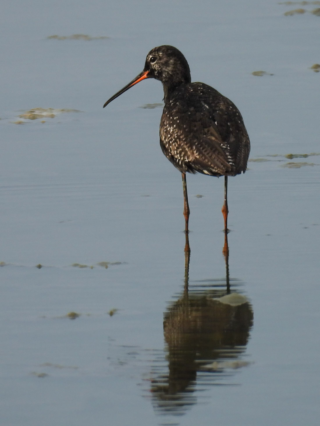 Spotted Redshank