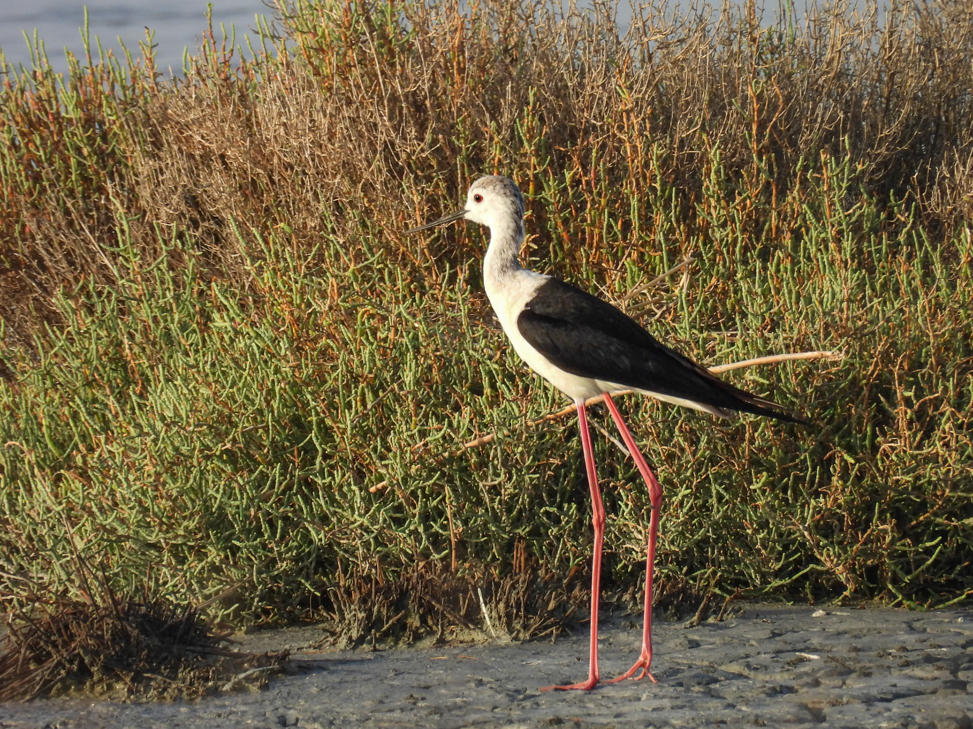 Black-winged Stilt