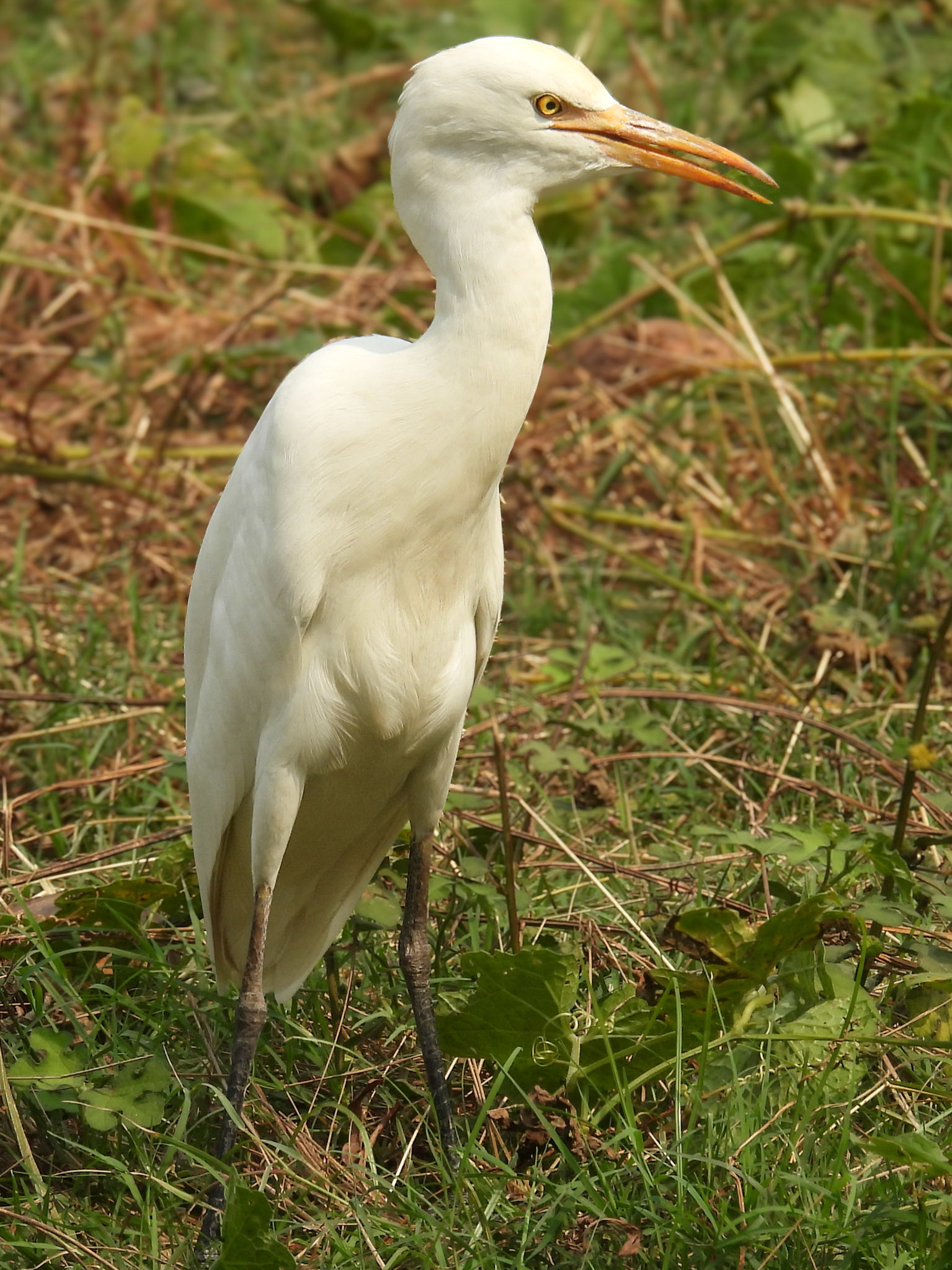 Cattle Egret