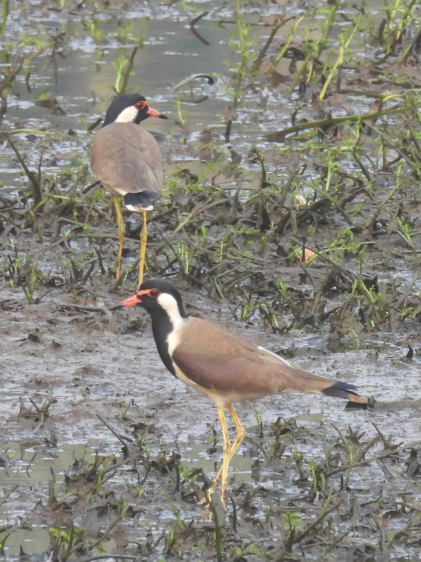 Red-wattled Lapwing