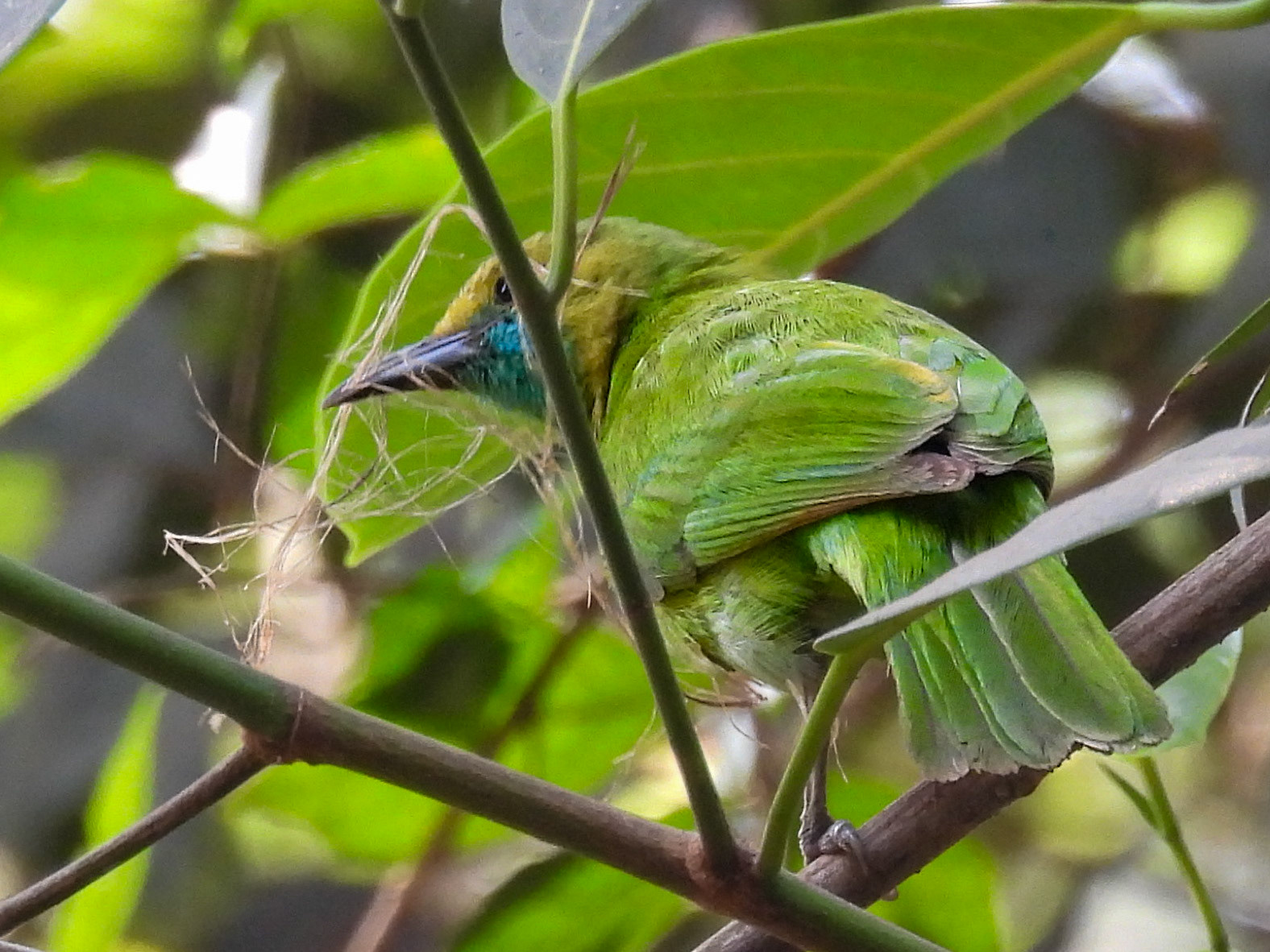 Jerdon’s Leafbird (F)