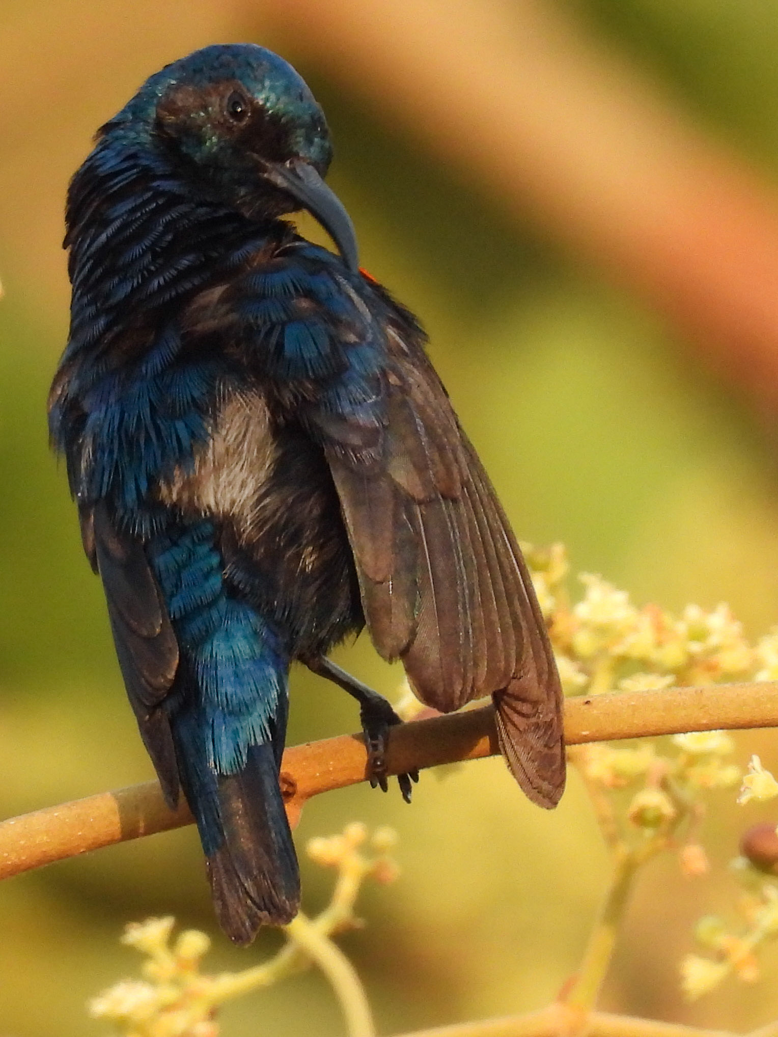 Purple Sunbird