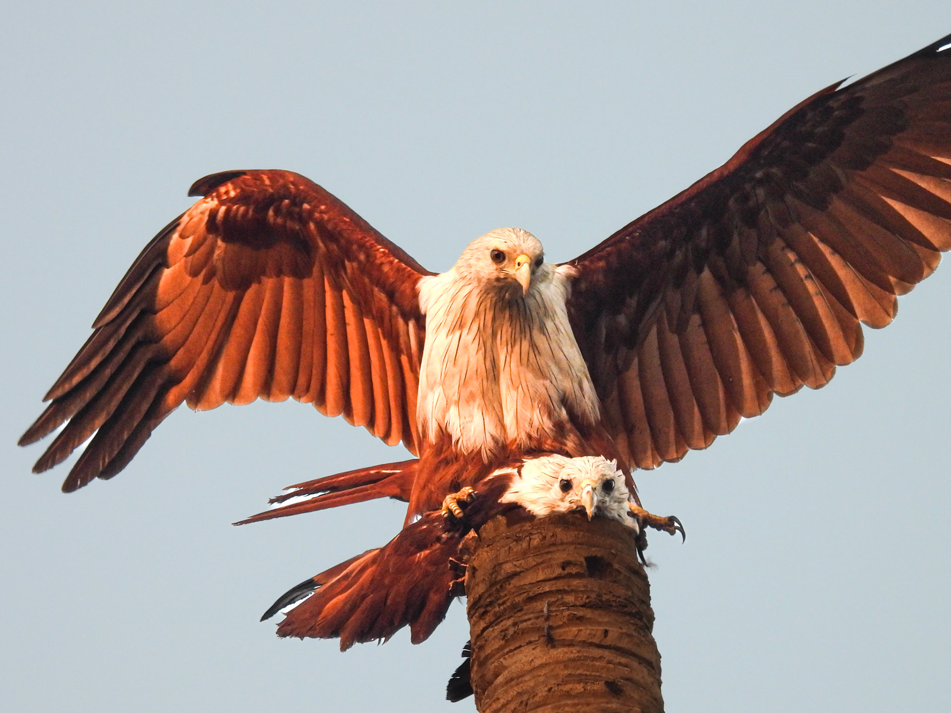 Brahminy Kite