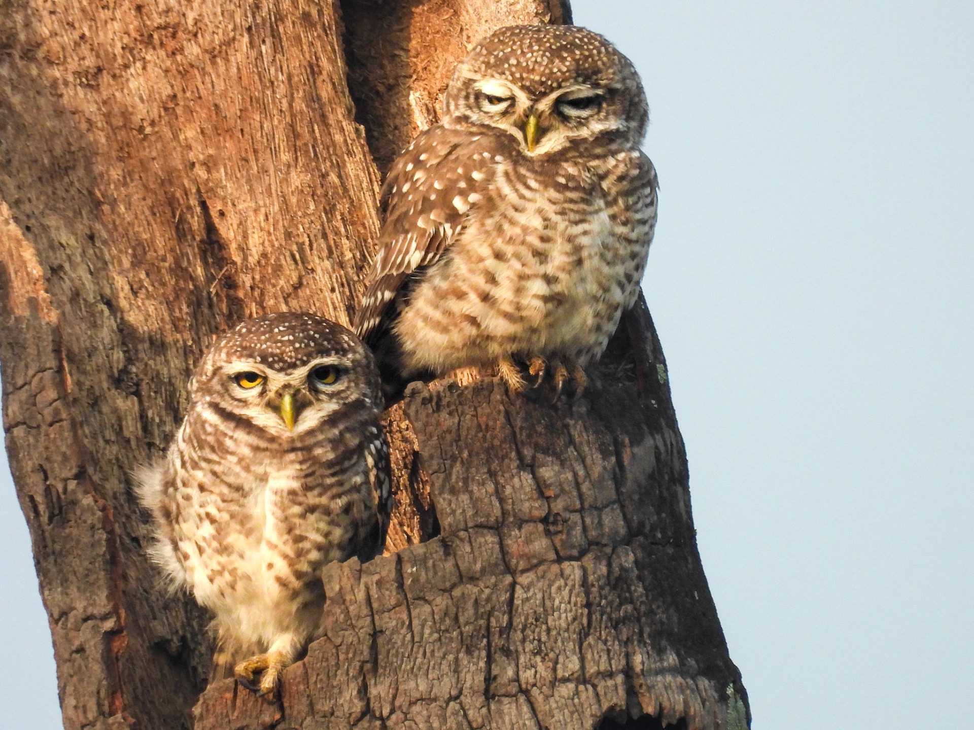 Spotted Owlet