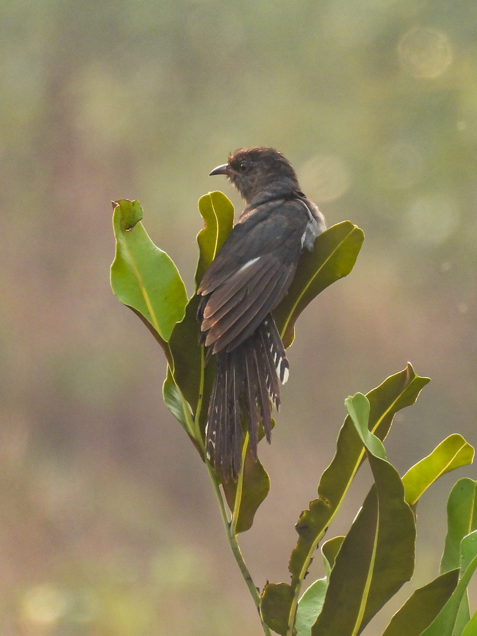 Grey-bellied Cuckoo