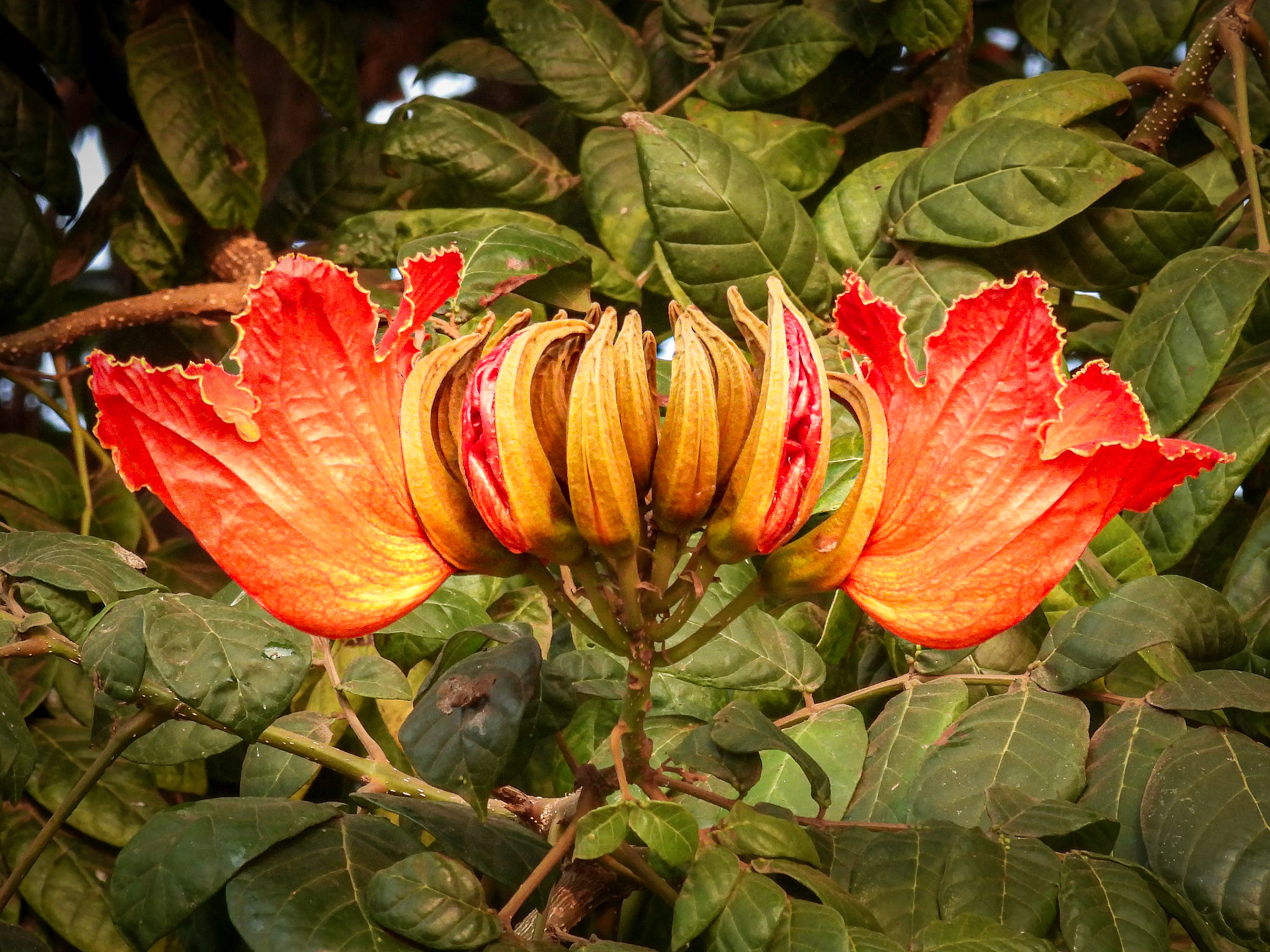 African Tulip Tree Flower