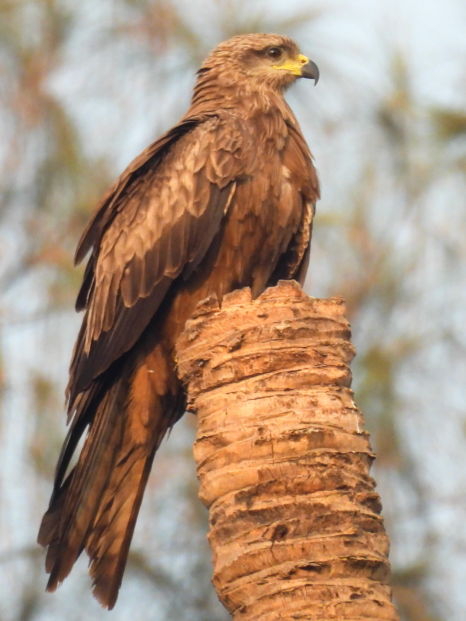 Black Kite