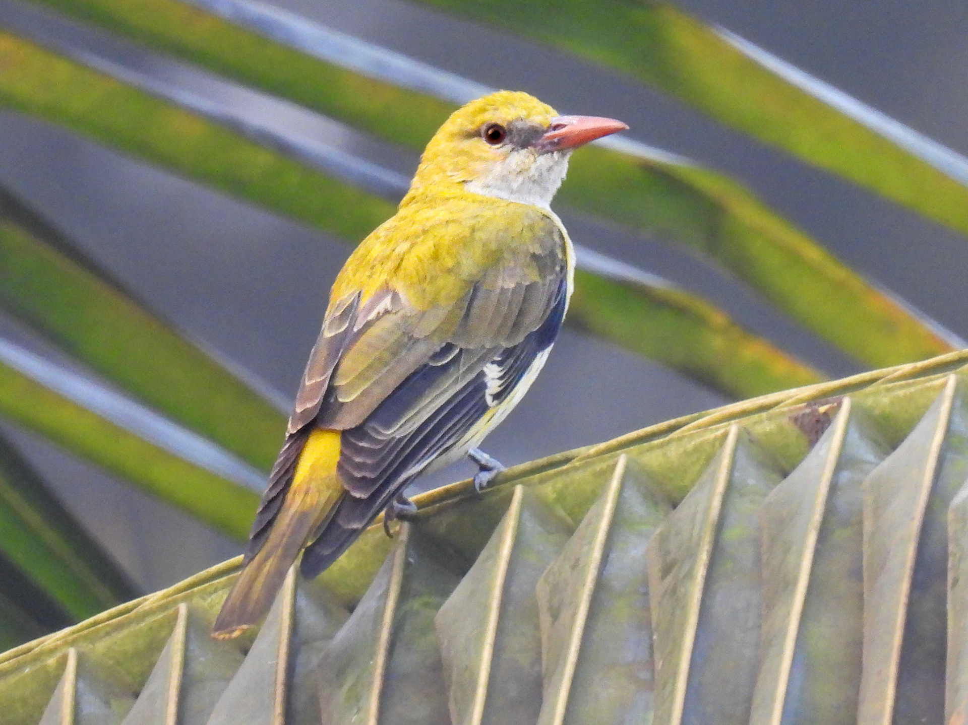 Indian Golden Oriole