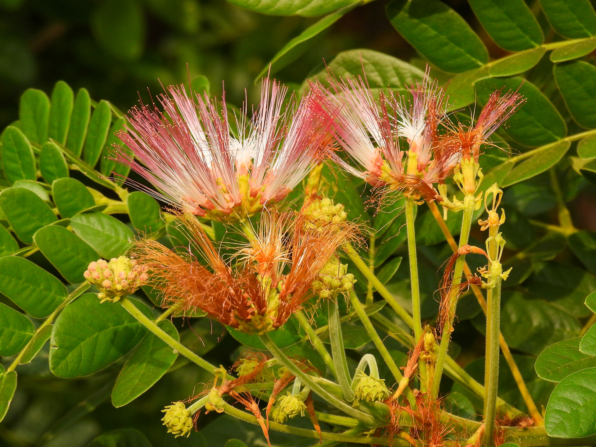 Monkey Pod/Rain Tree Flower