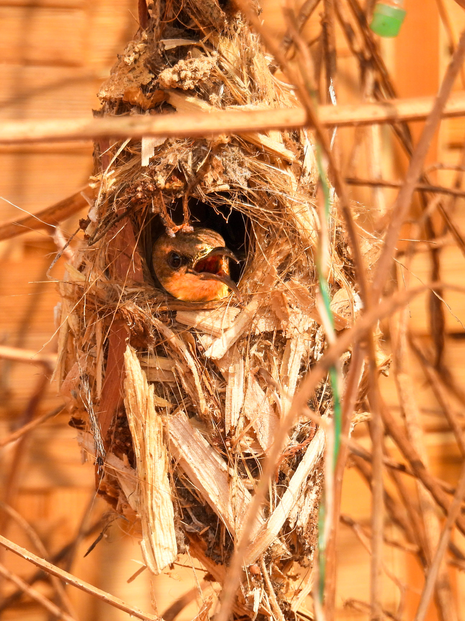 Purple Sunbird Nest (F)