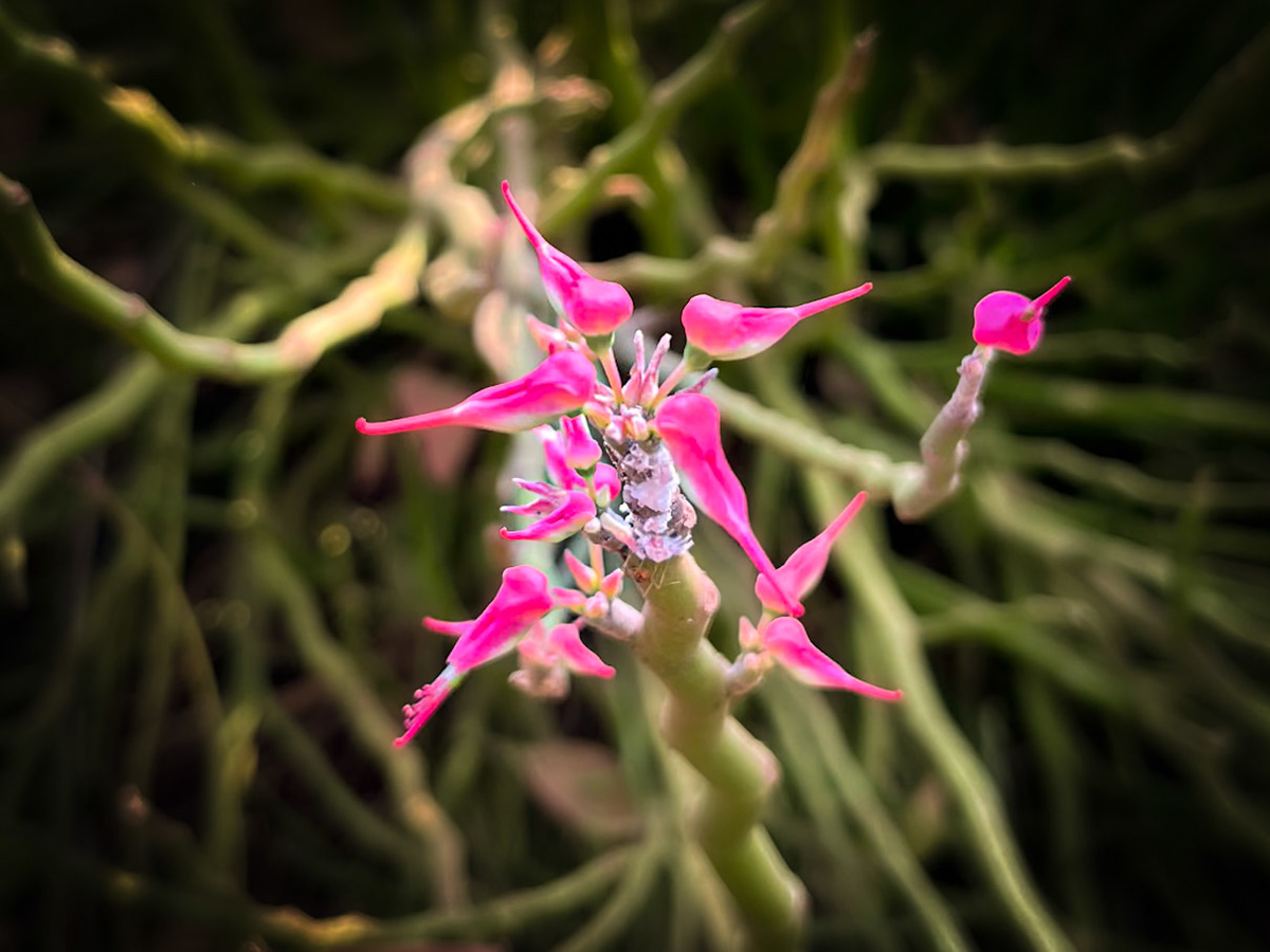 Devil’s Backbone / Redbird Cactus