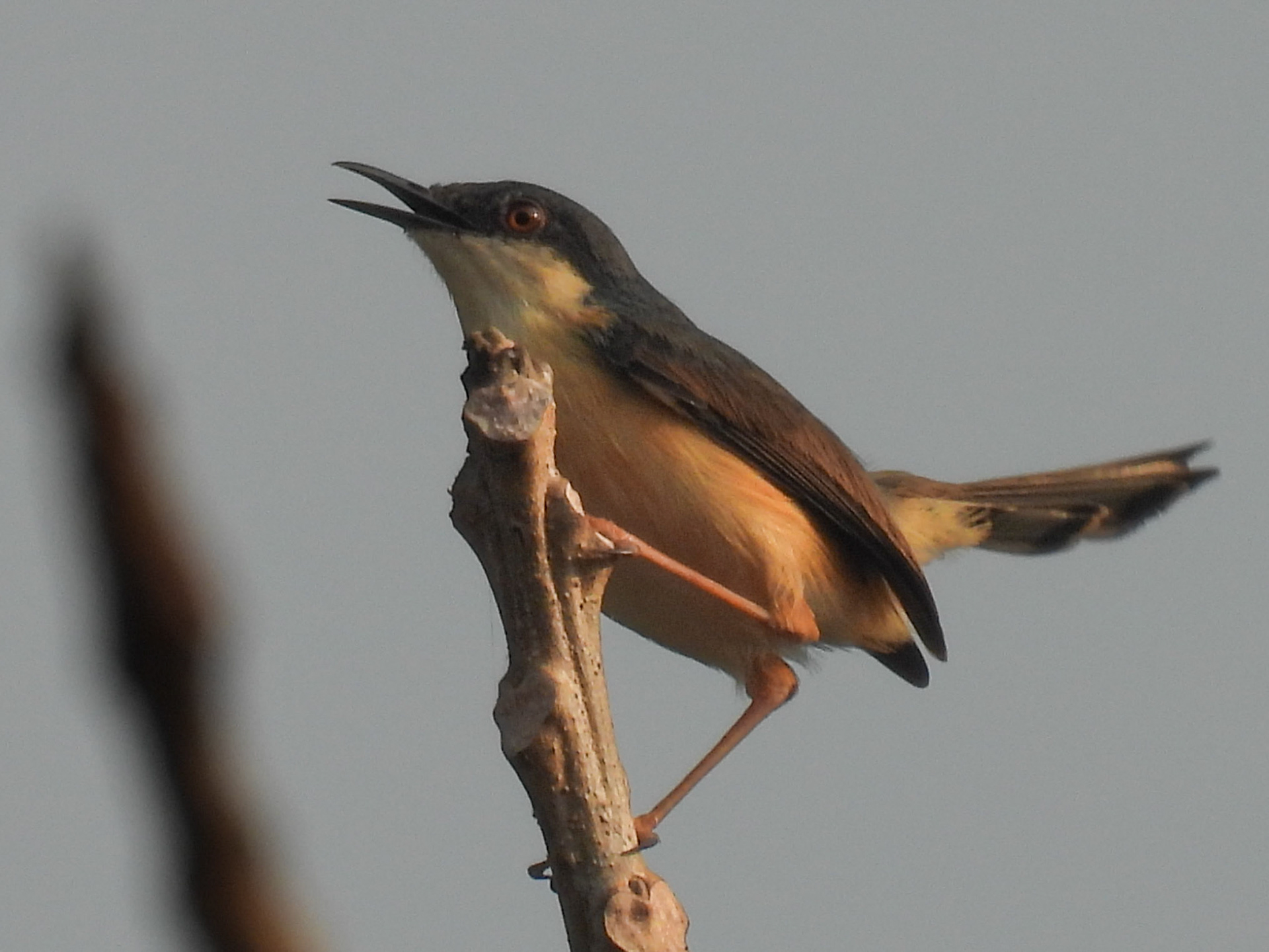 Ashy Prinia