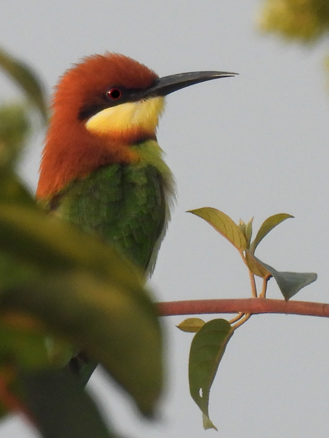 Chestnut-headed Bee-eater