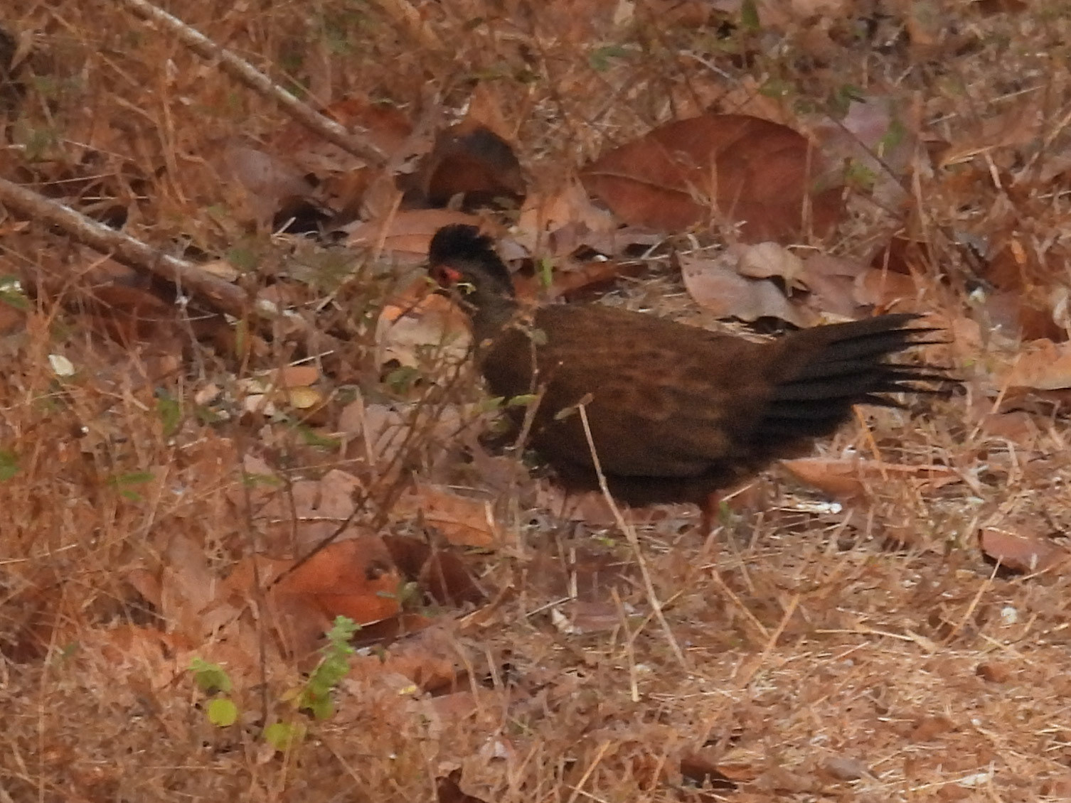 Red Spurfowl (ID Shot)