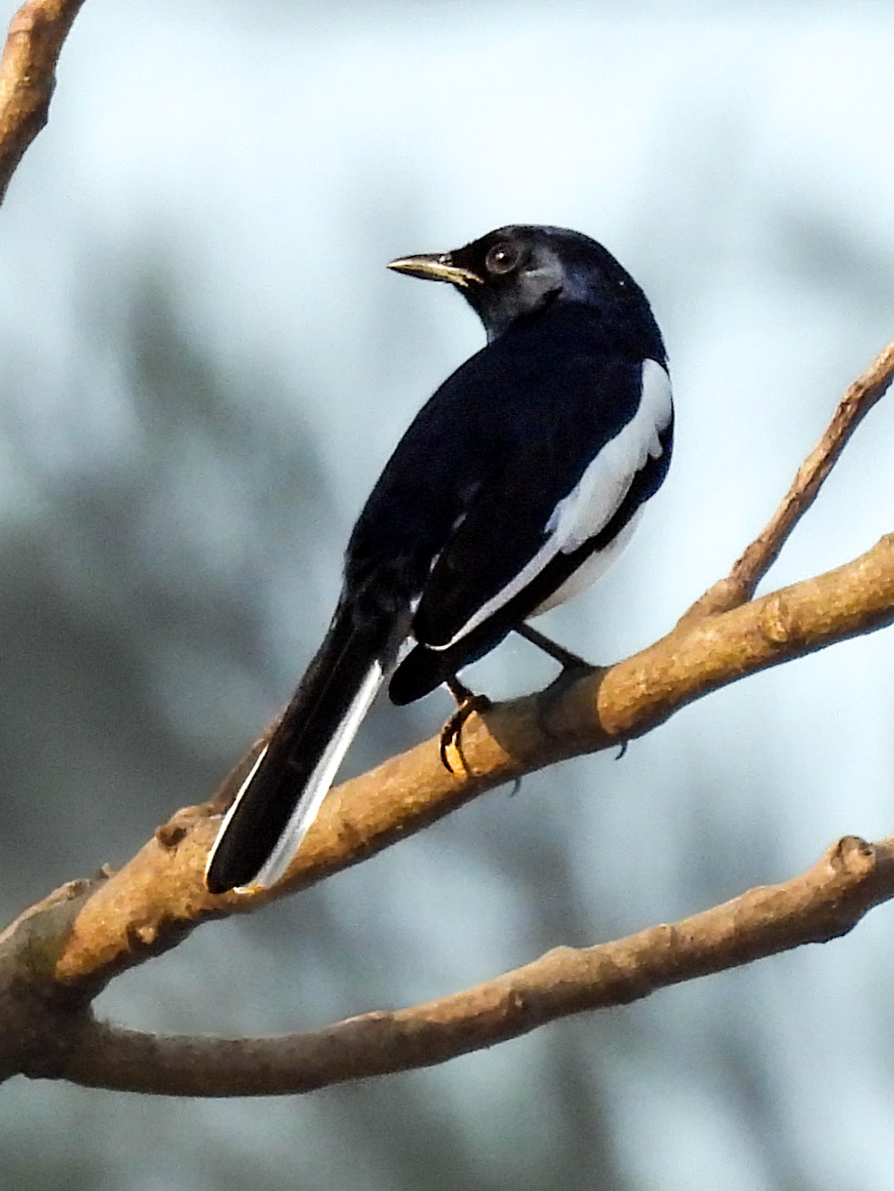 Oriental Magpie Robin