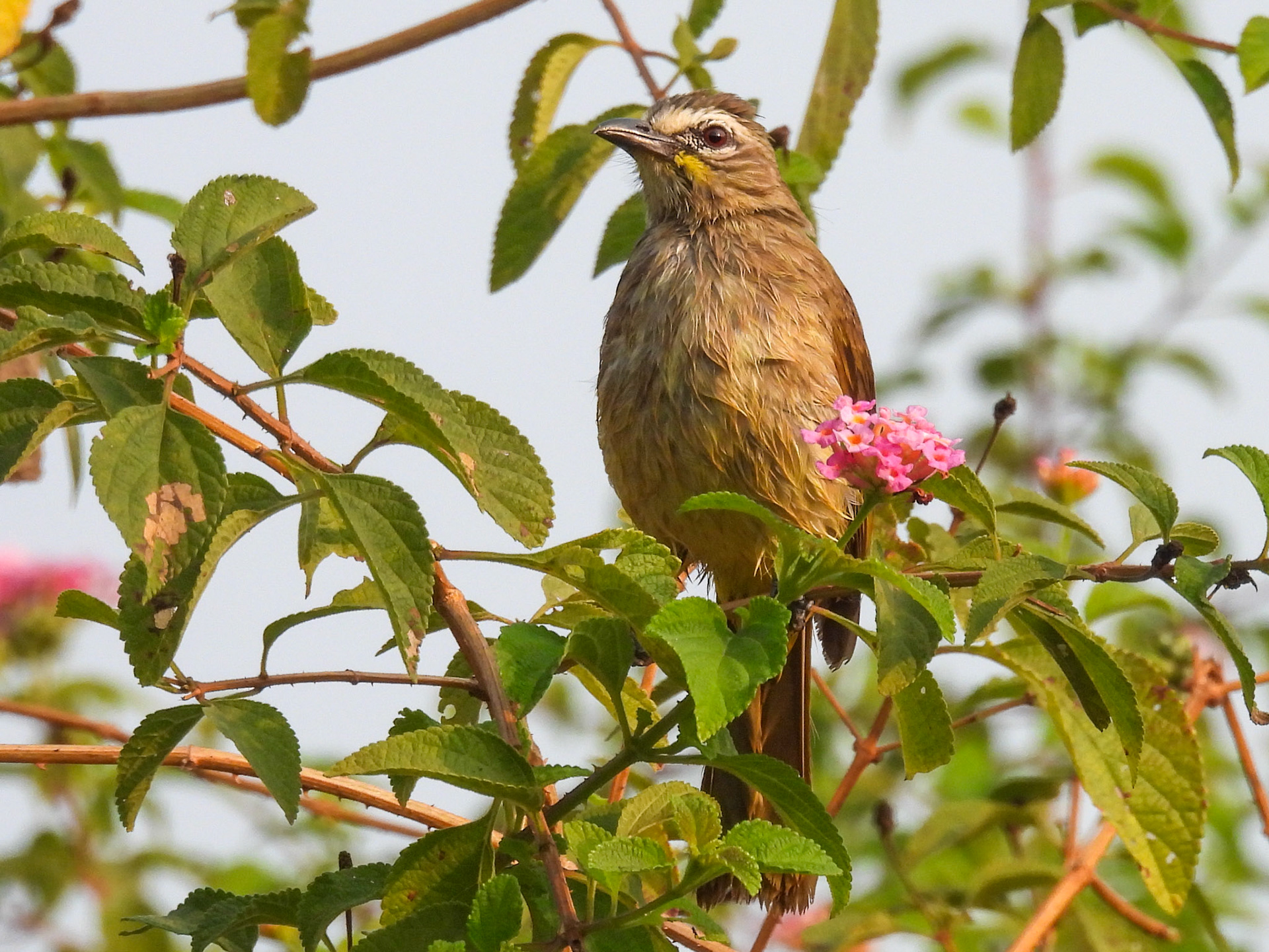 White-browed Bulbul