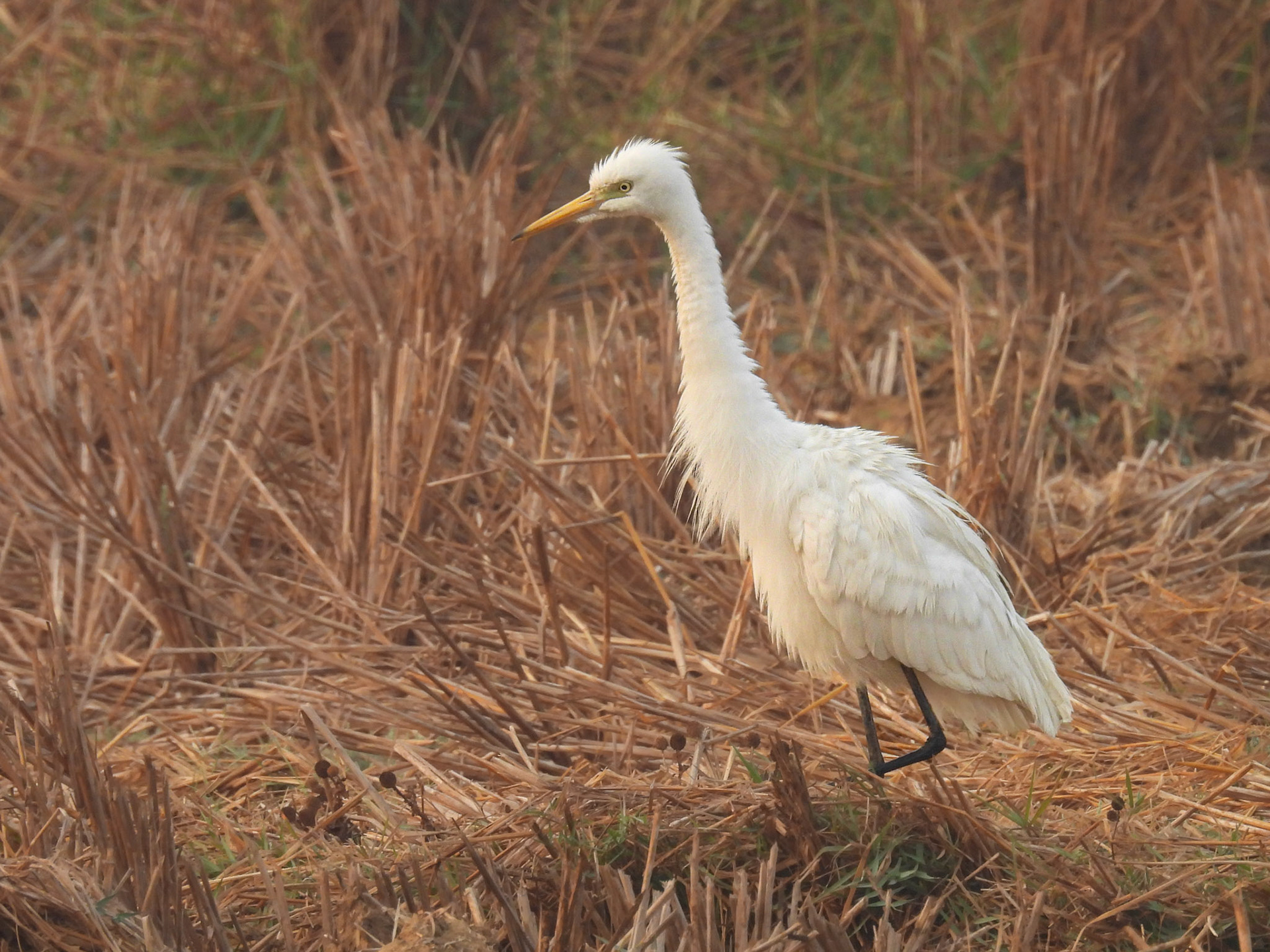 Cattle Egret