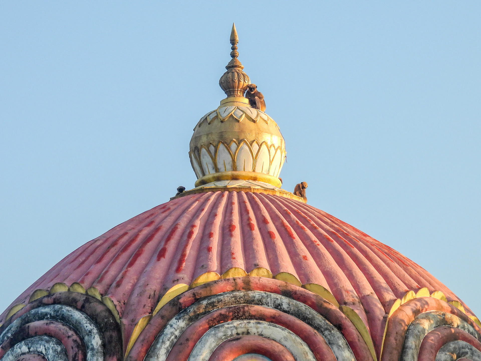 Monkey Business - Langurs at Giroba Temple