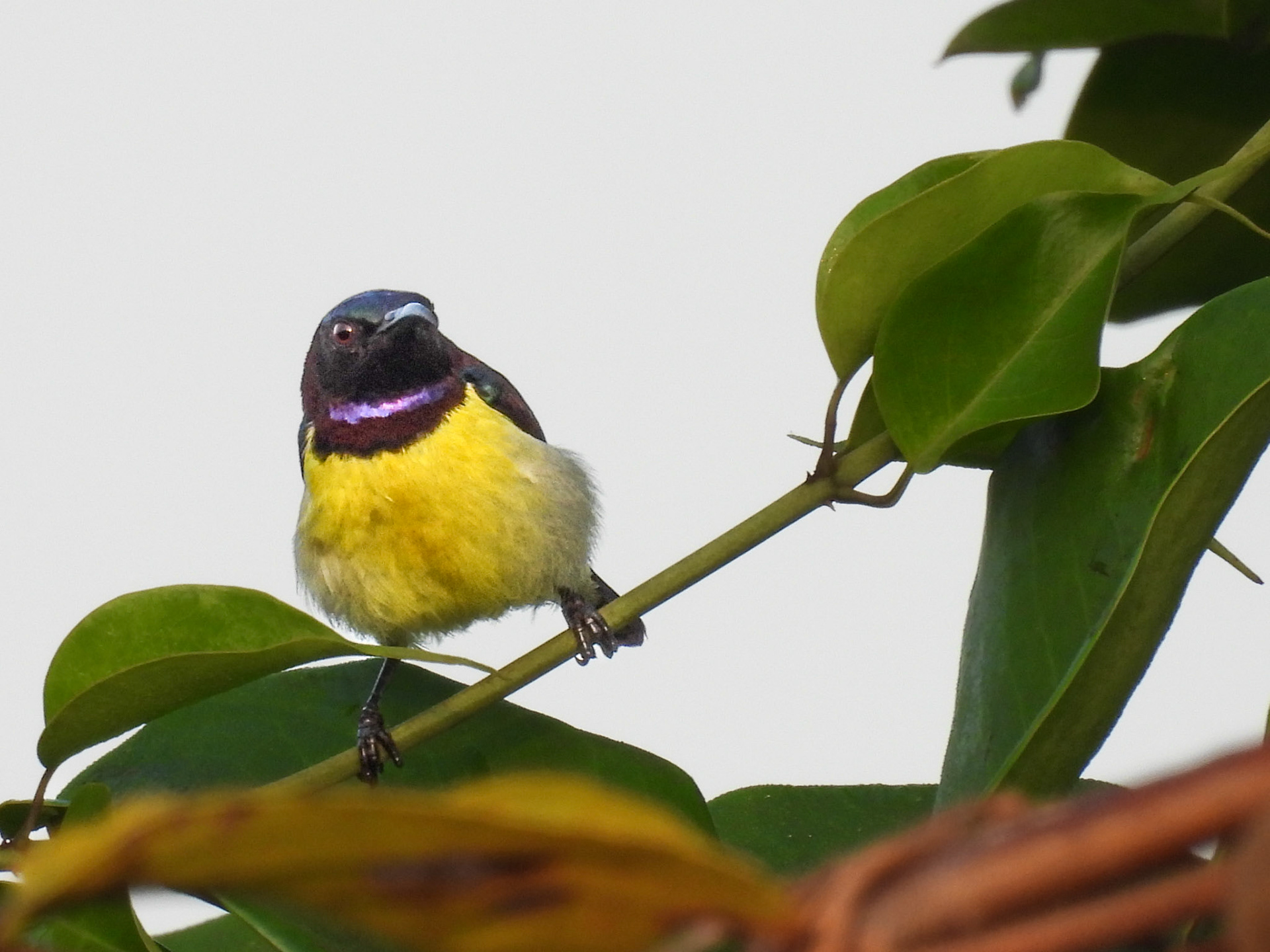 Purple-rumped Sunbird