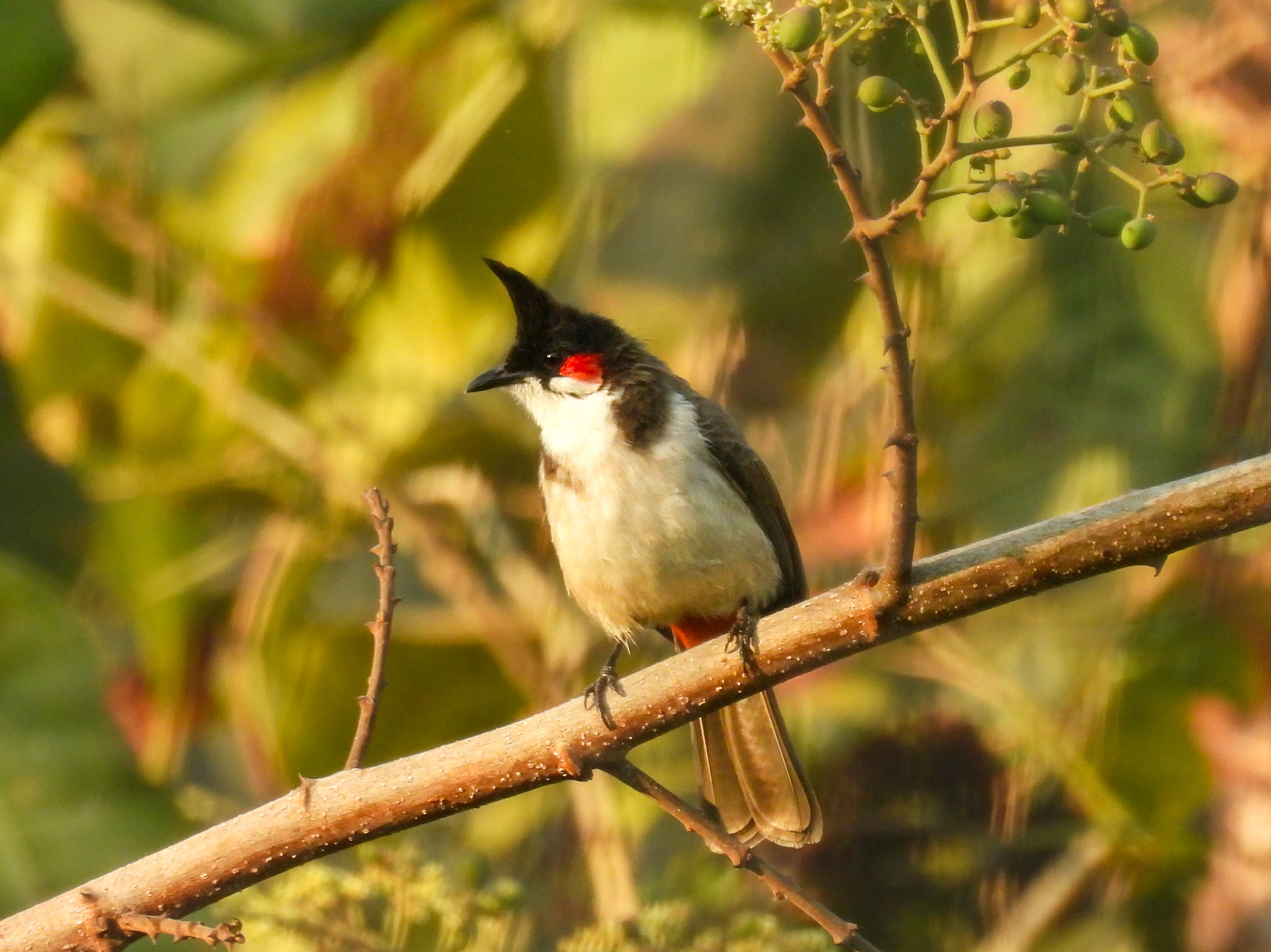 Red-whiskered Bulbul